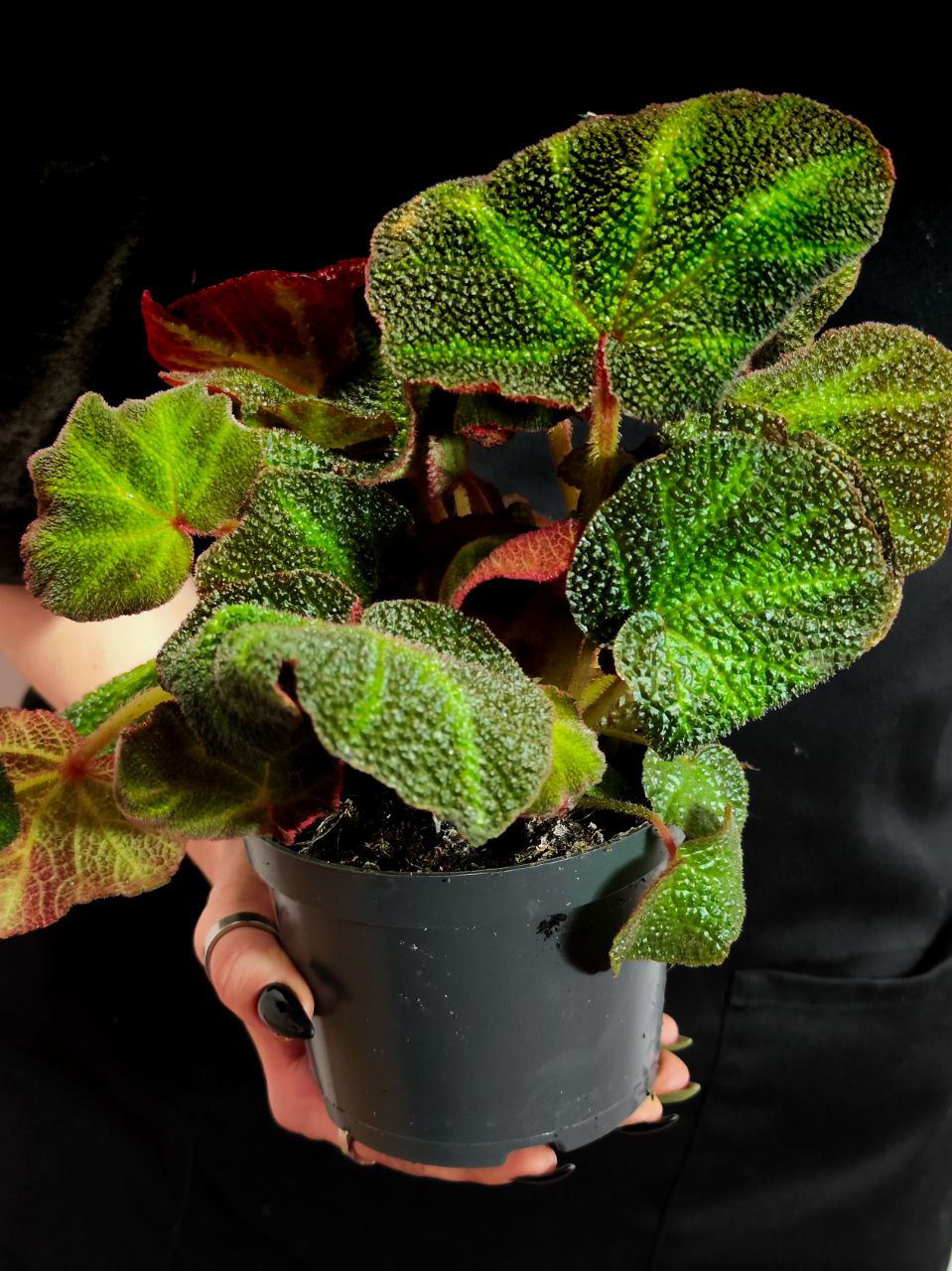 Бегония Соли-Мутата (Begonia Soli-Mutata) D12см