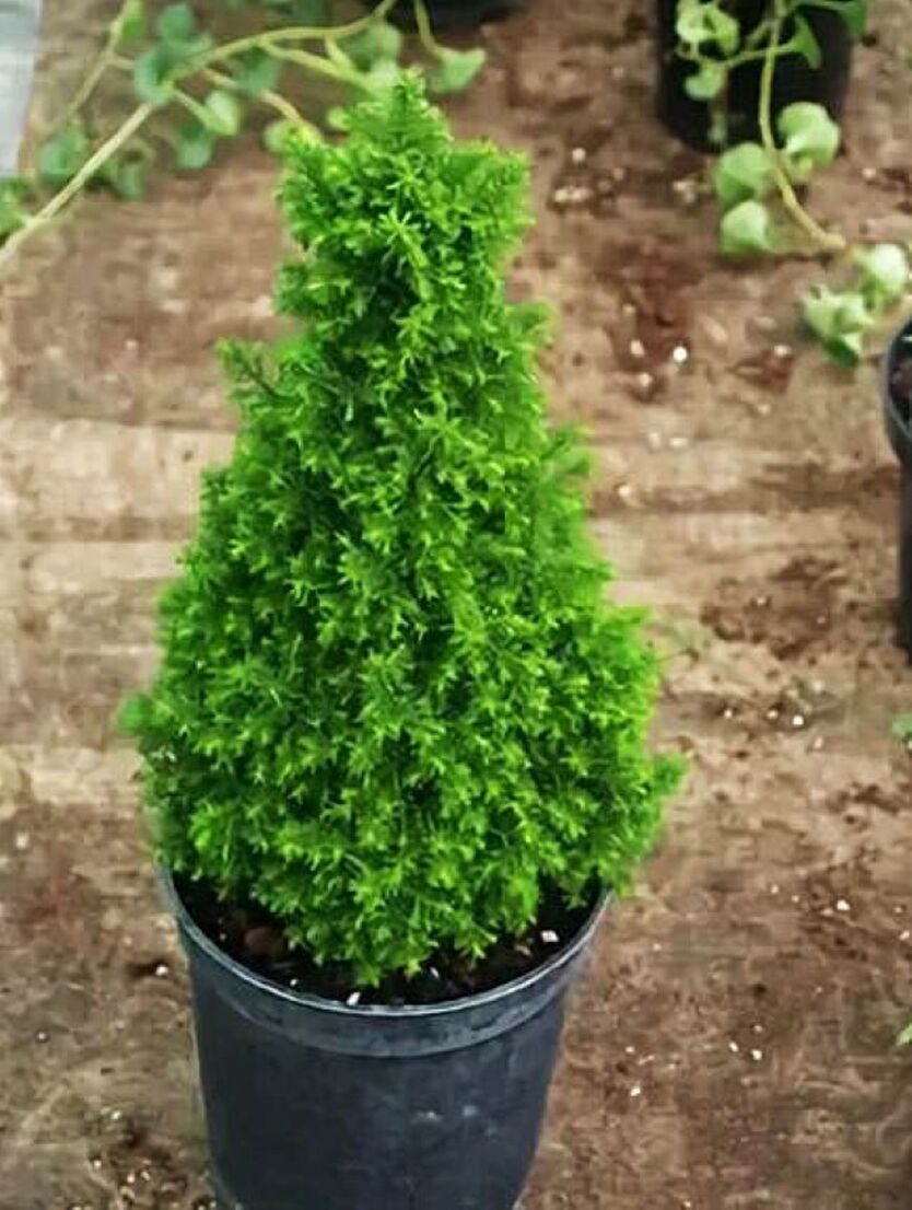 Кипарисовик Топ Поинт (Chamaecyparis thyoides Top Point) D13 см
