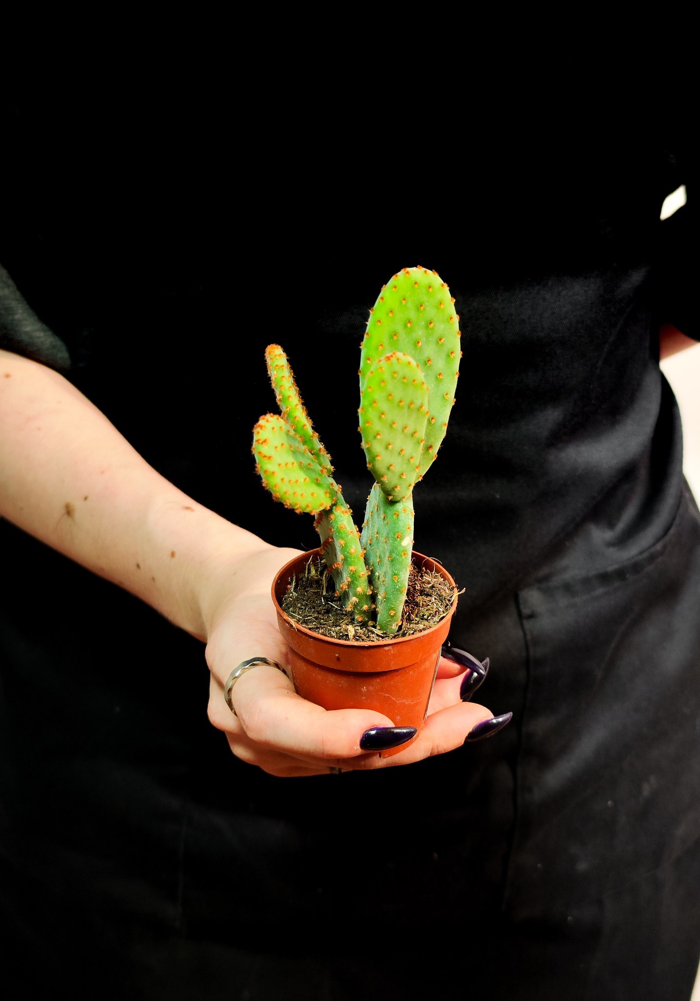 Опунция Микродасус Руфида Дабл (Opuntia Microdasys Rufida Double) D6см