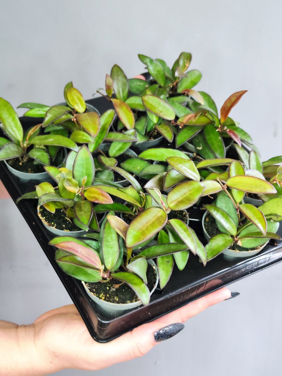 Хойя Росита (Hoya Rosita) D6см