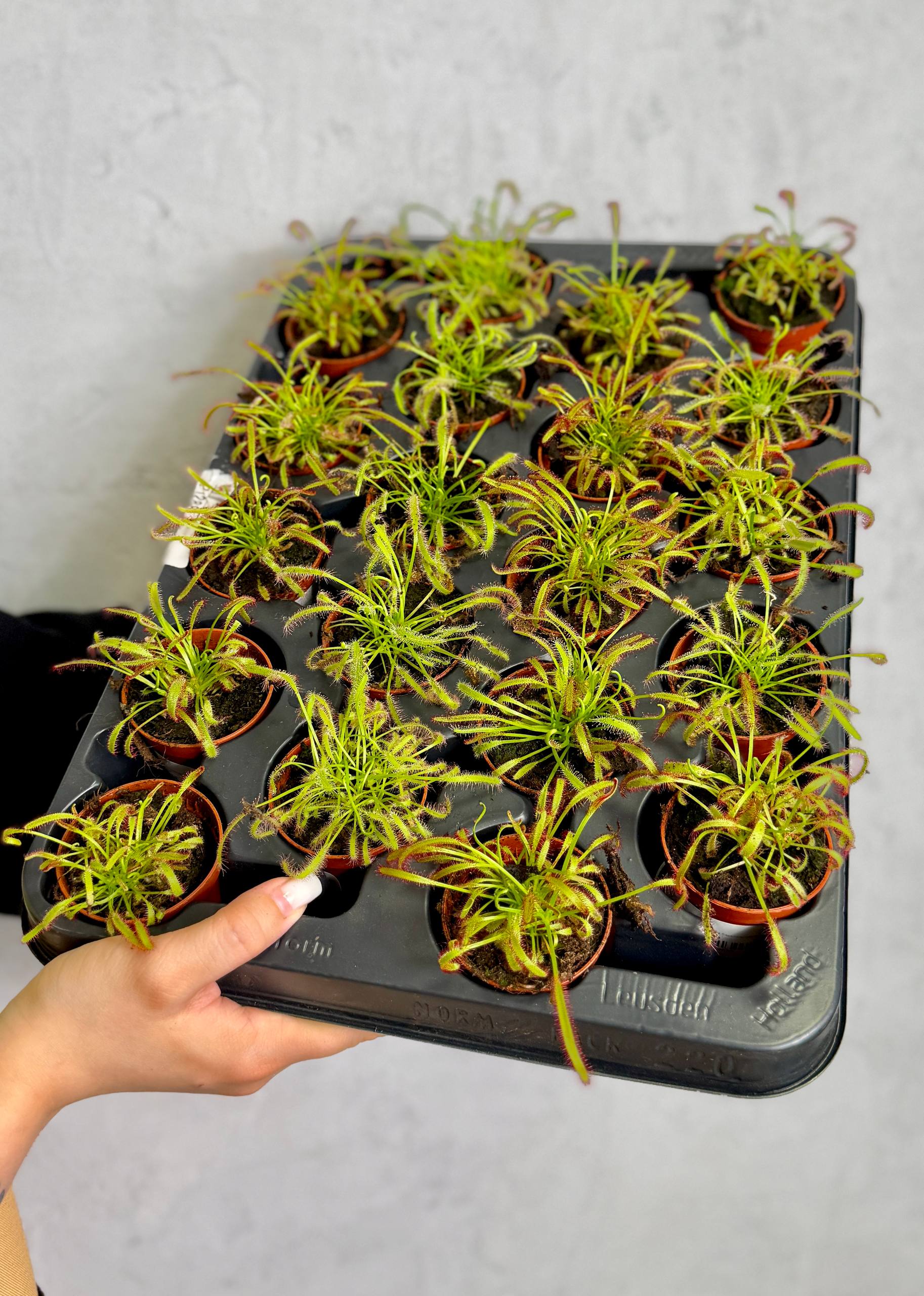 Росянка Капская (Drosera Capensis) D5см