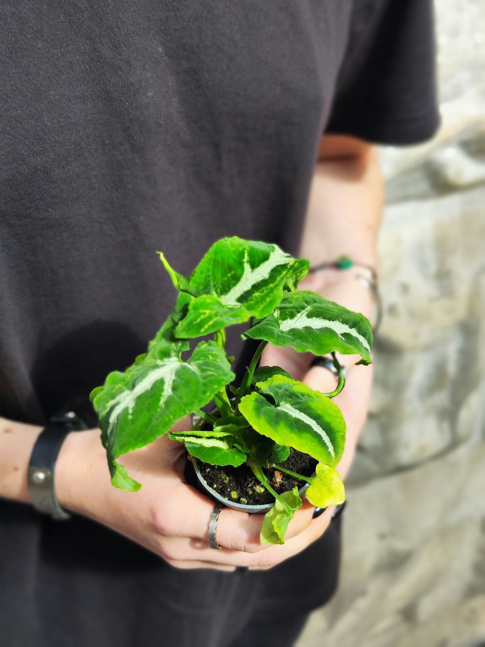 Сингониум Вендланда (Syngonium Wendlandii) D6см