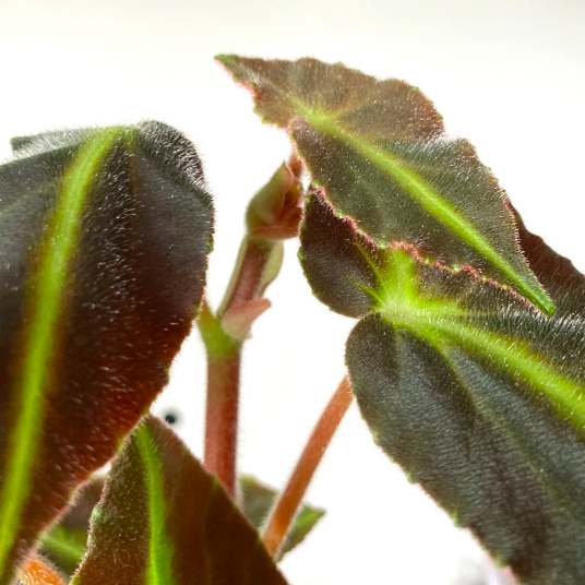 Бегония Рекс Листада (Begonia Listada Rex) D6см