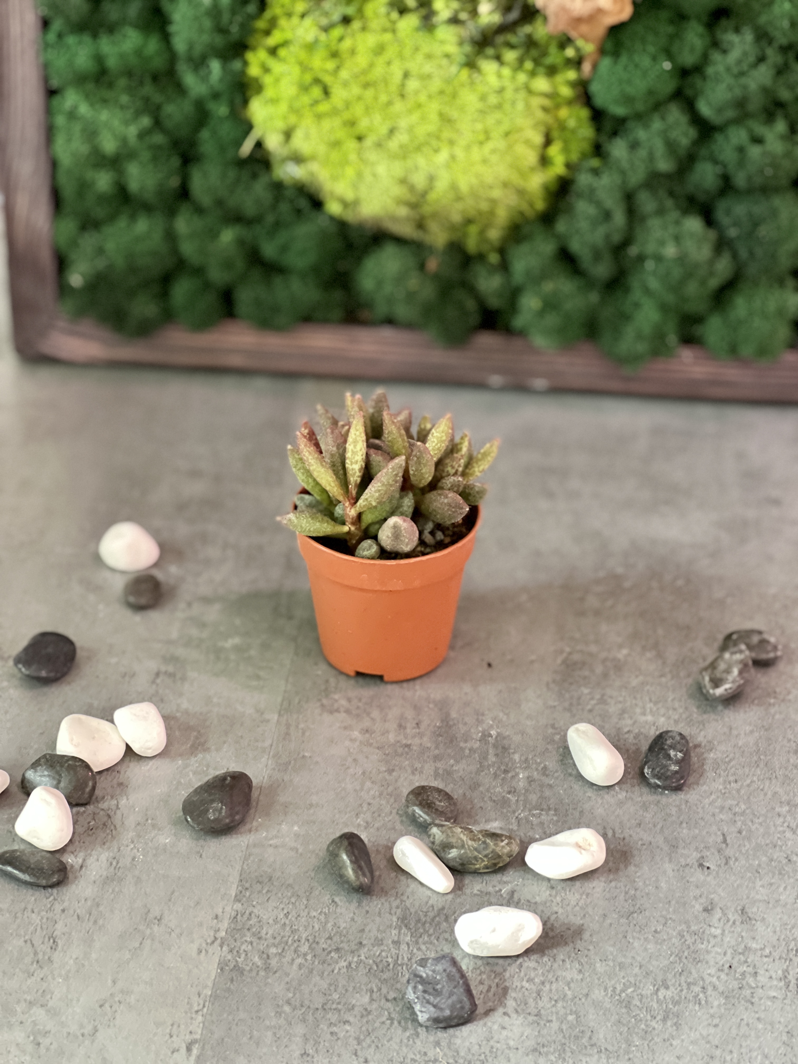 Адромискус Мариане Антидоркатум (Adromischus Marianae Antidorcatum) D5см