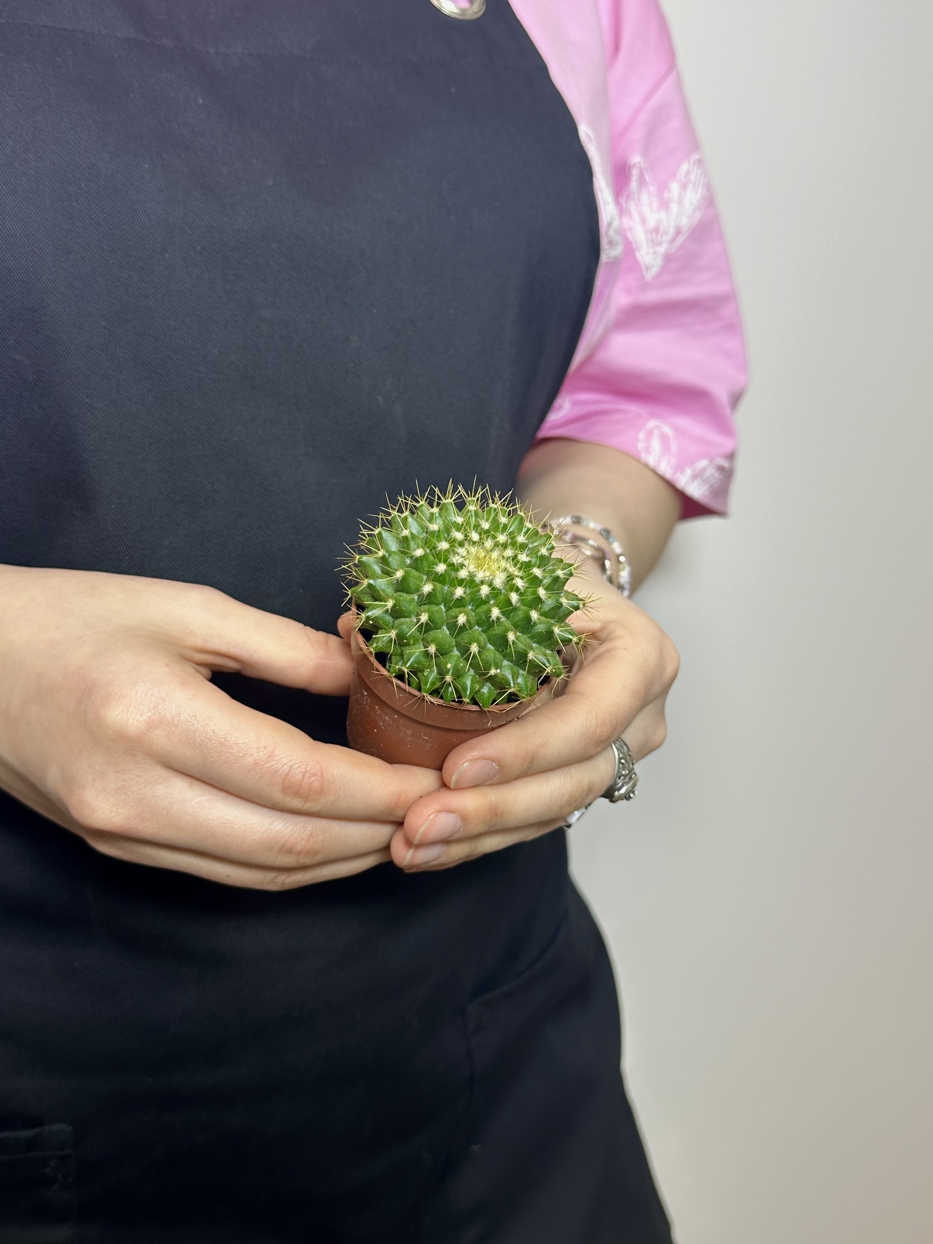 Маммиллярия Маркса (Mammillaria Marksiana) D5см