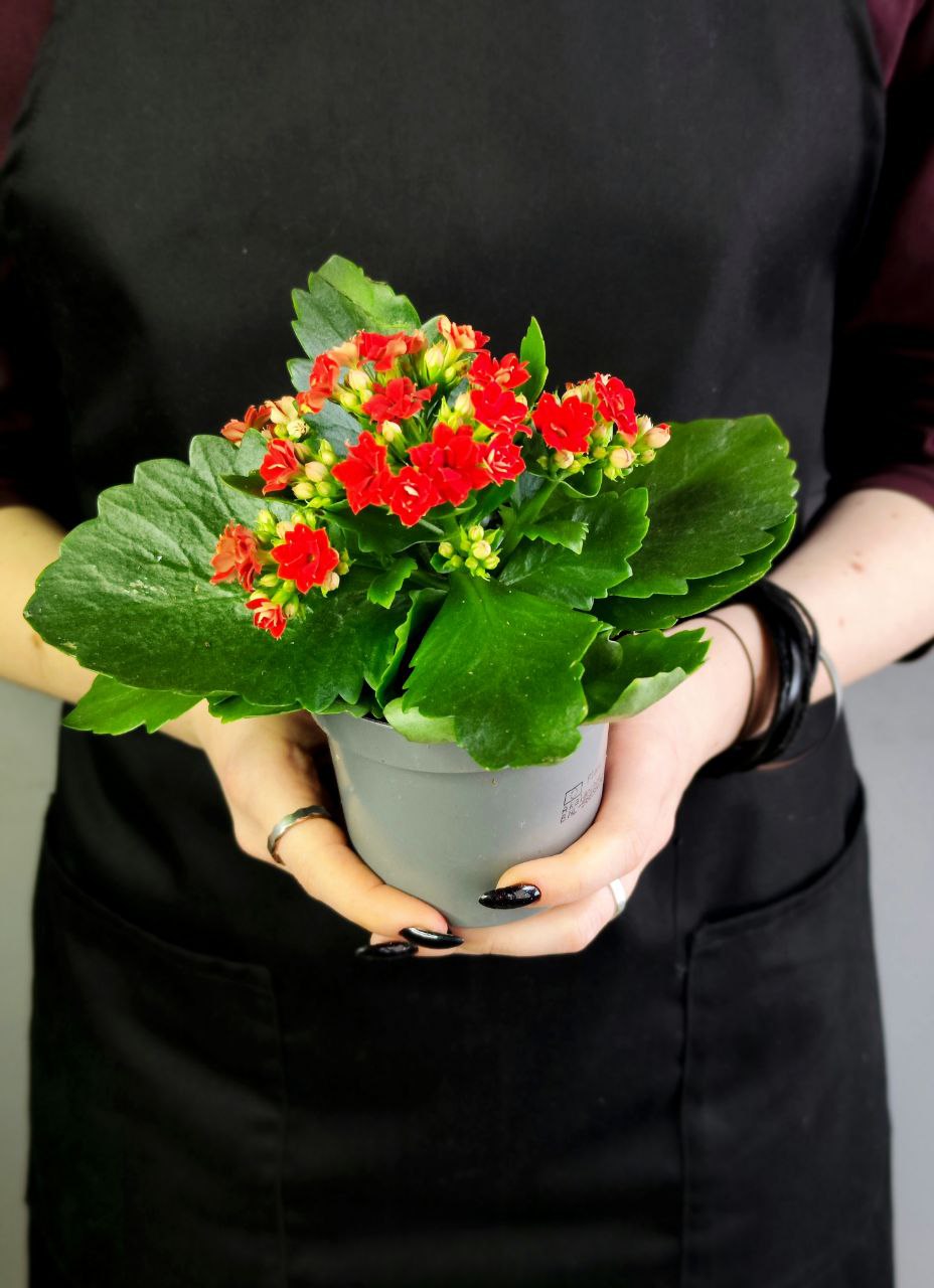Каланхоэ Розалина Красная (Kalanchoe Rosalina Red) D9см