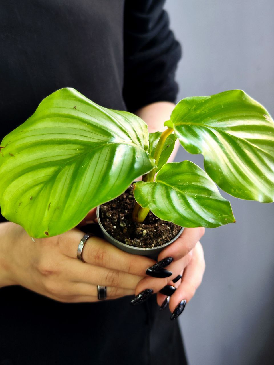 Калатея Орбифолия (Calathea Orbifolia) D6см