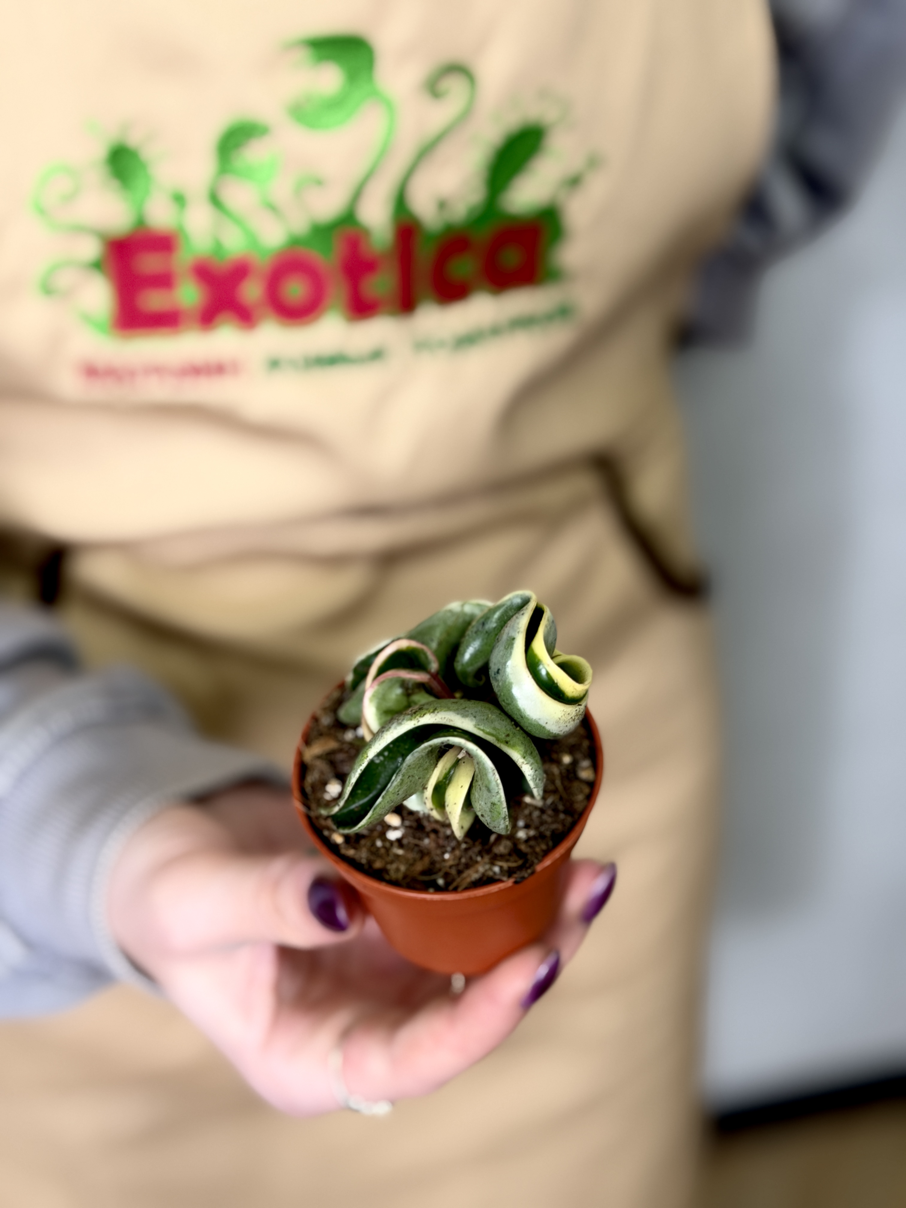 Хойя Карноза Компакта Вариегатная (Hoya Carnosa Compacta Variegata) D6см