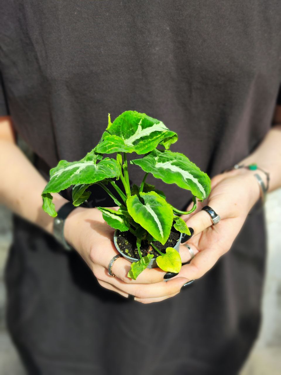 Сингониум Вендланда (Syngonium Wendlandii) D6см