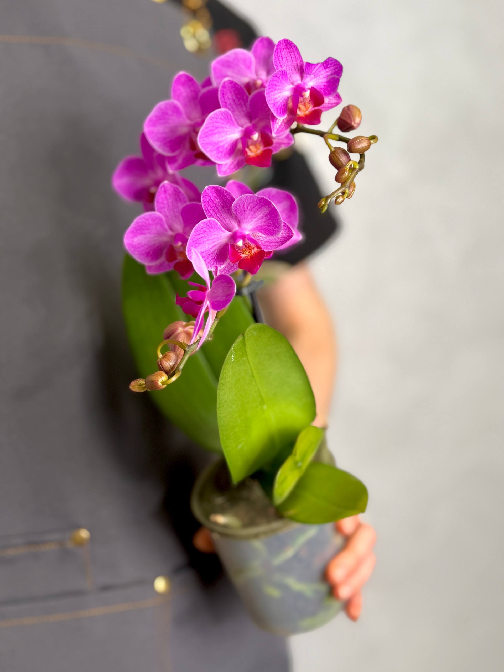 Орхидея Фаленопсис Розовый Фламинго (Phalaenopsis Pink Flamingo) D9см