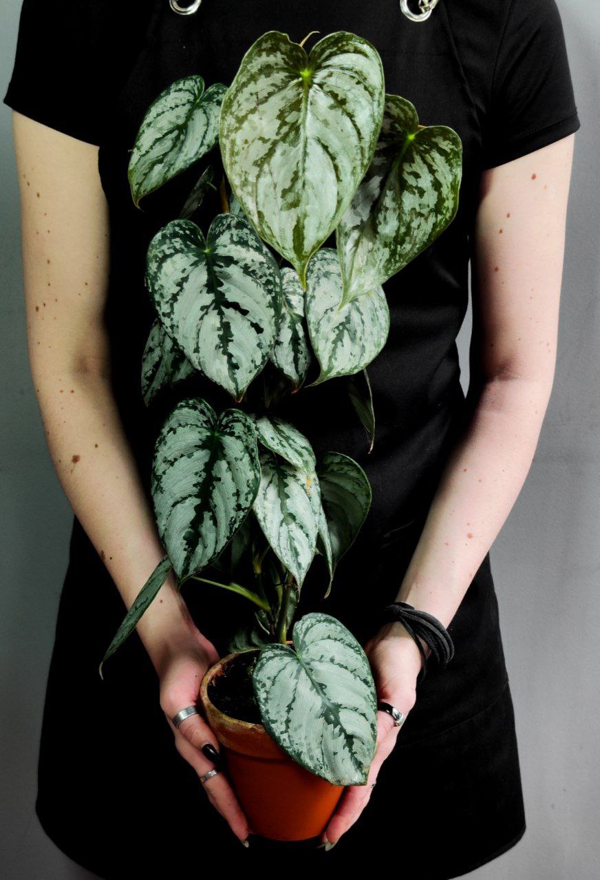 Филодендрон Брандтианум (Philodendron Brandtianum) D12см