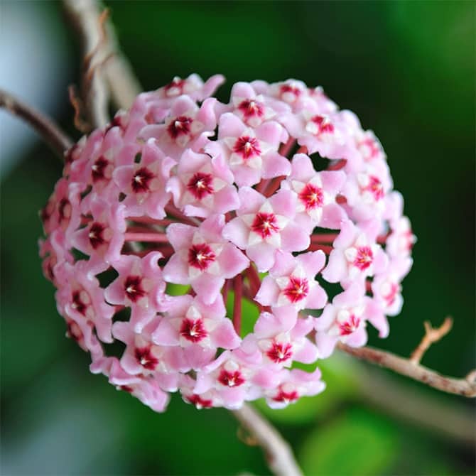 Хойя Карноза Альбомаргината (Hoya Carnosa Albomarginata) D10см