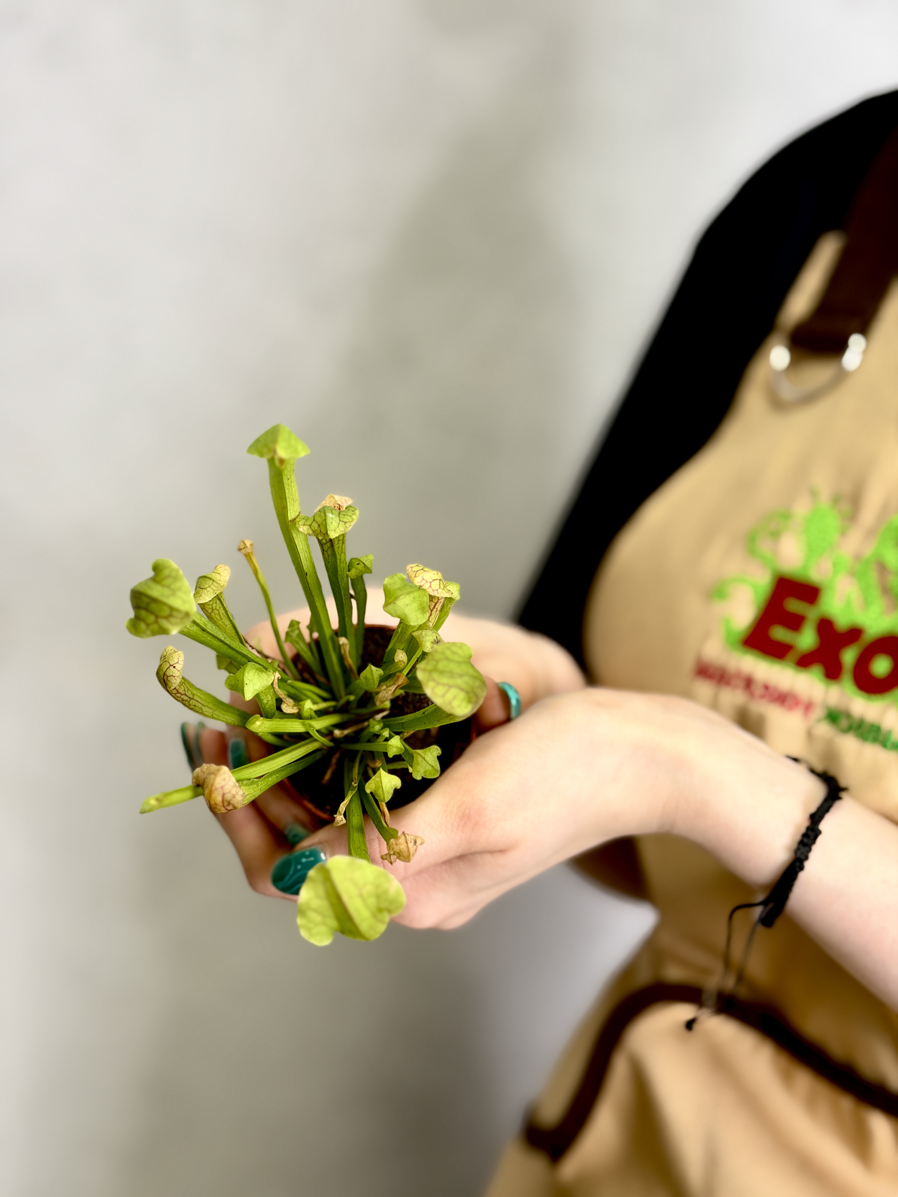 Саррацения Катесбай Мини (Sarracenia Catesbaei Mini) D5см