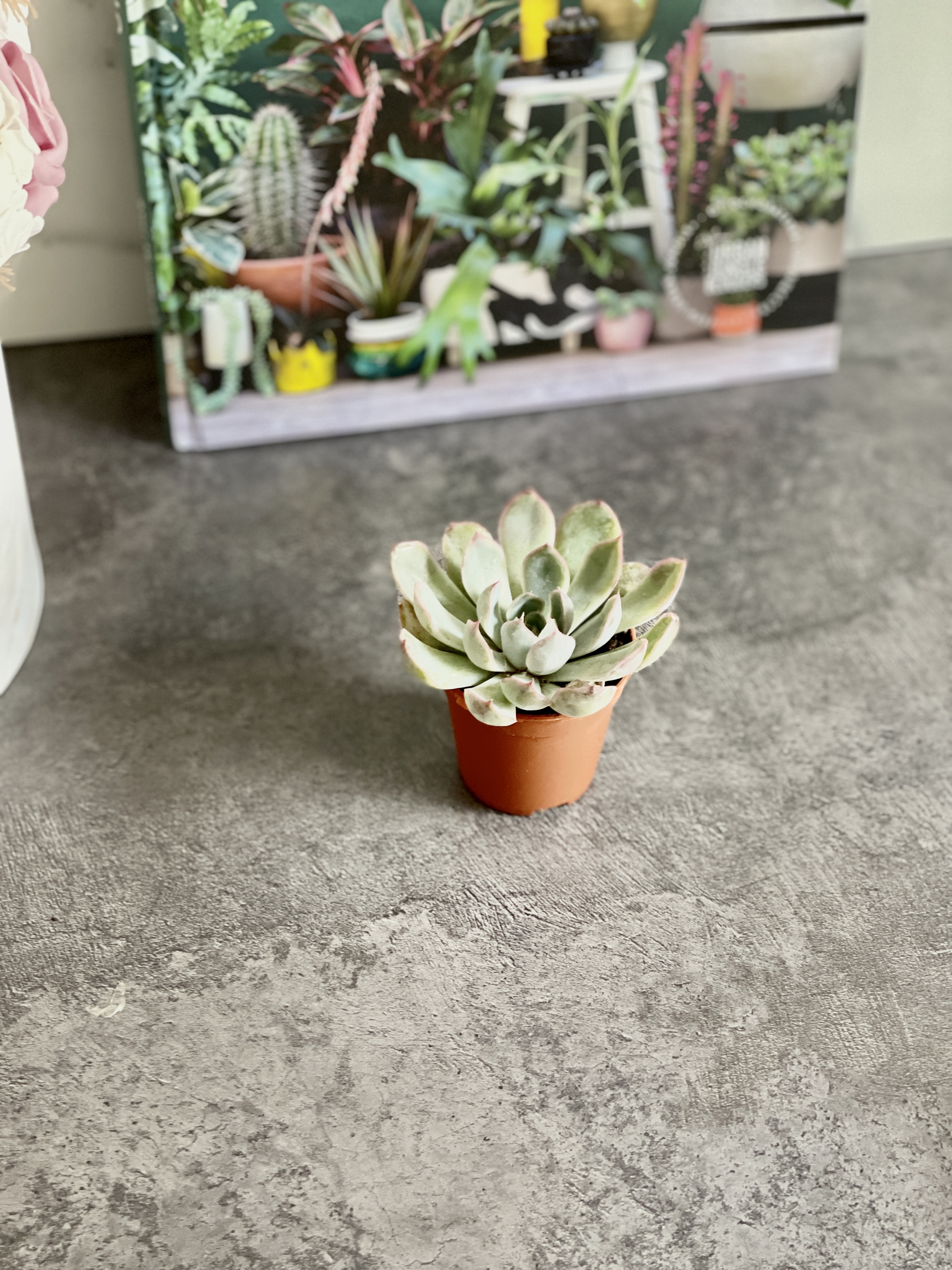 Эхеверия Пулидонис (Echeveria Pulidonis) D5см