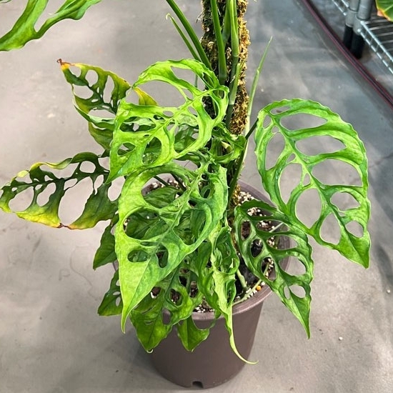 Монстера Обликва Перу (Monstera Obliqua Peru) D6см