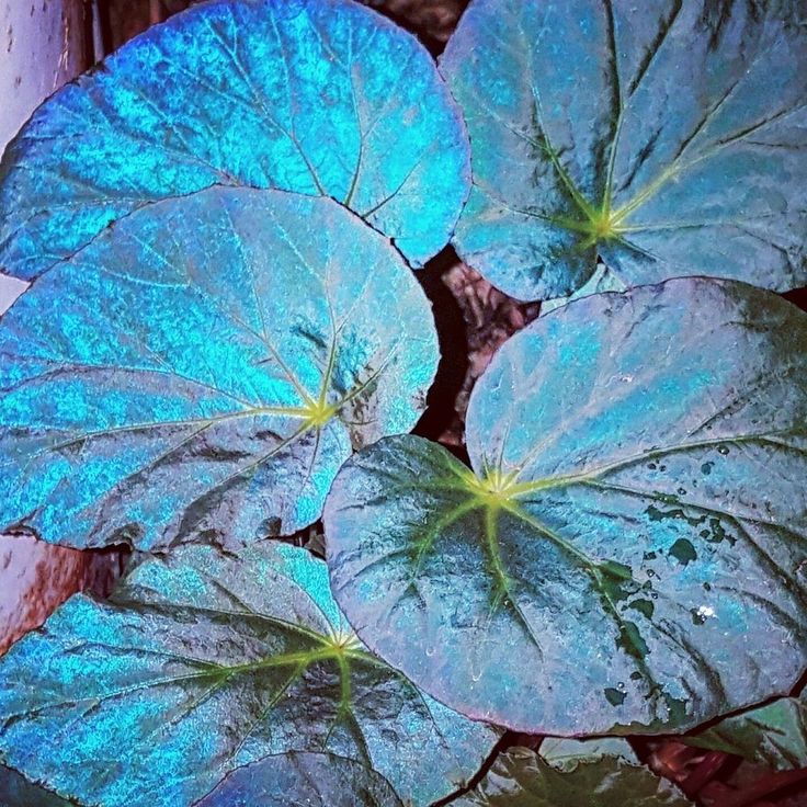 Бегония Павлинья (Begonia Pavonina) D8см