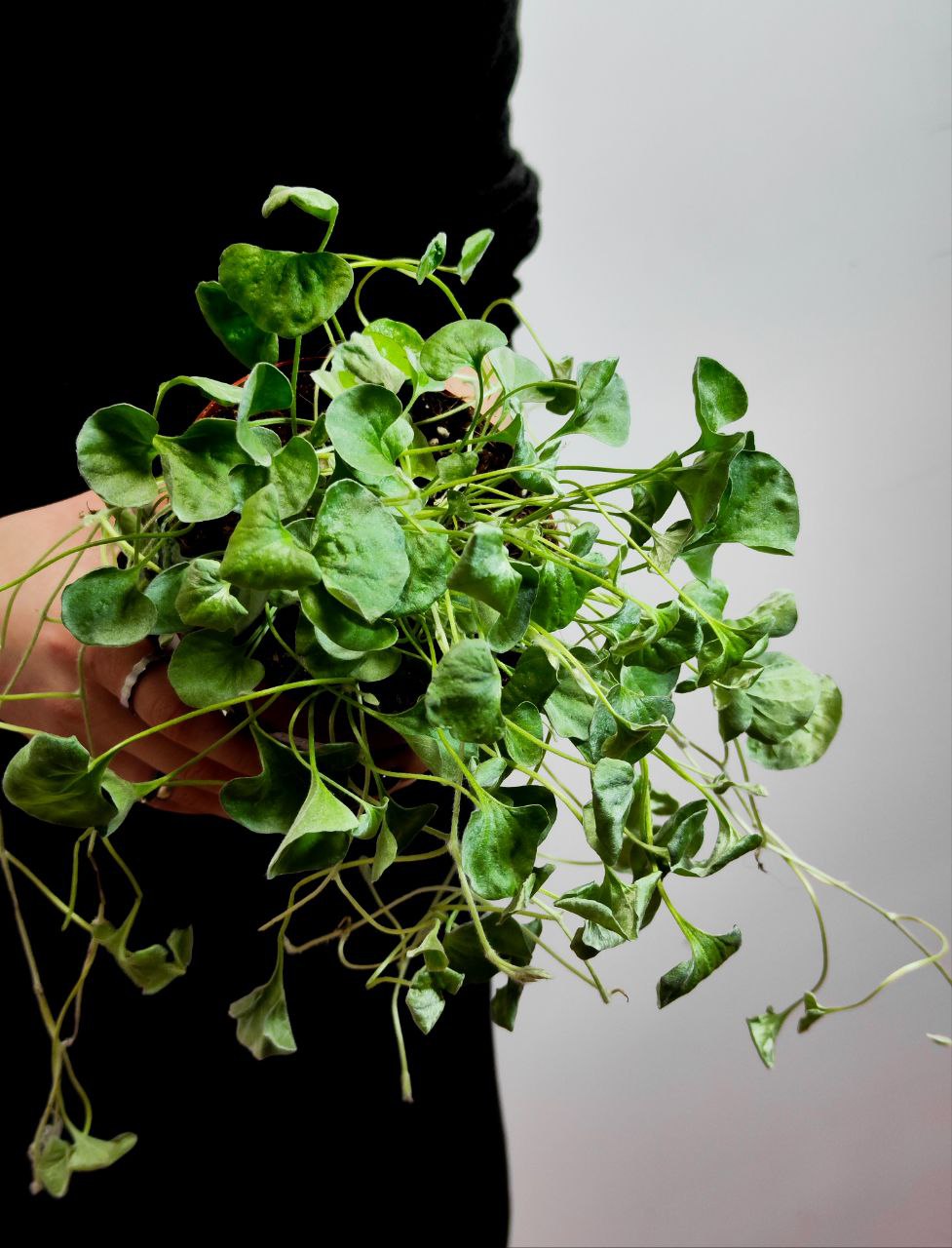 Дихондра Cеребристая (Dichondra Argentea) D12см
