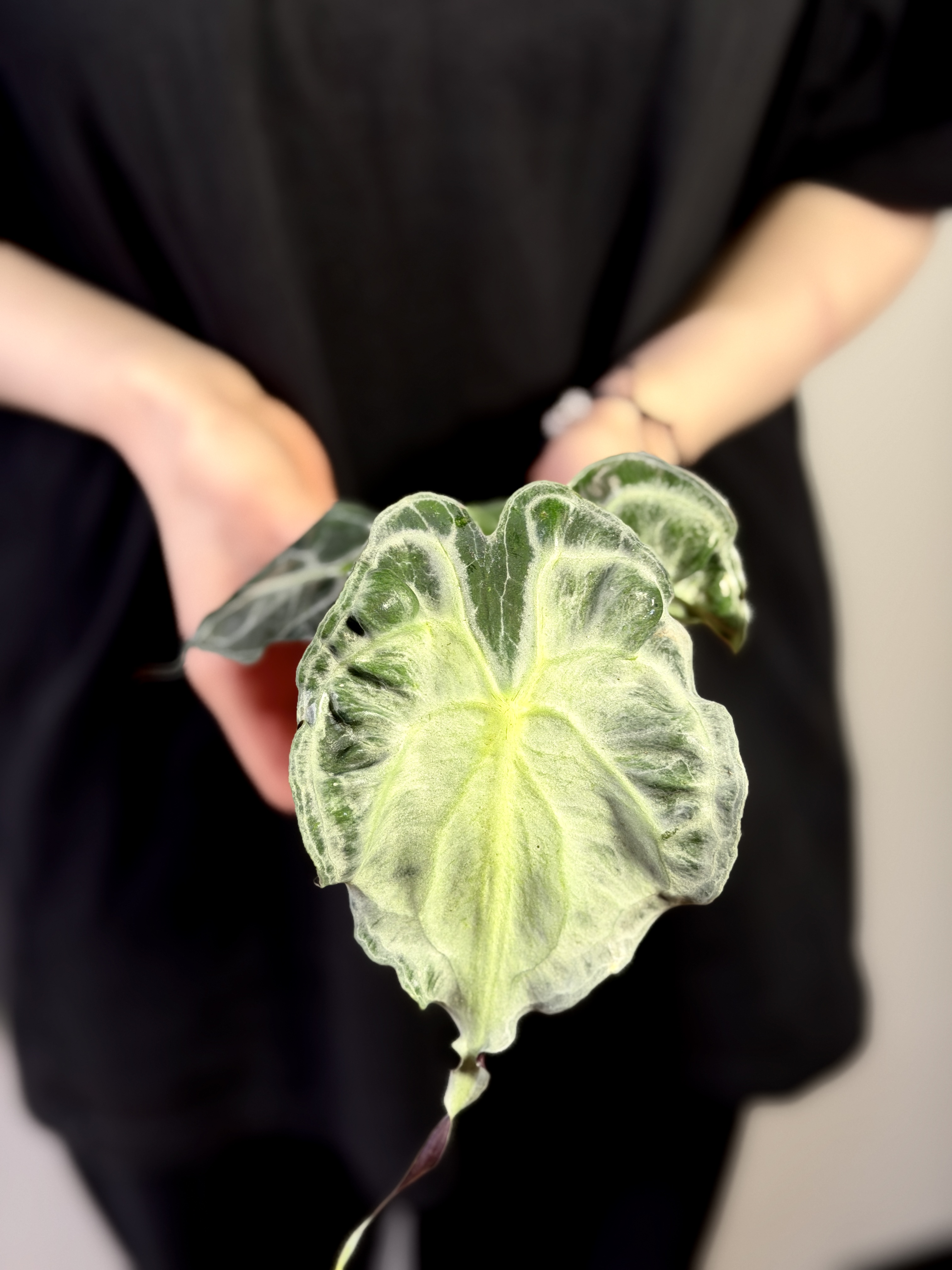 Алоказия Веном (Alocasia Venom) D8см