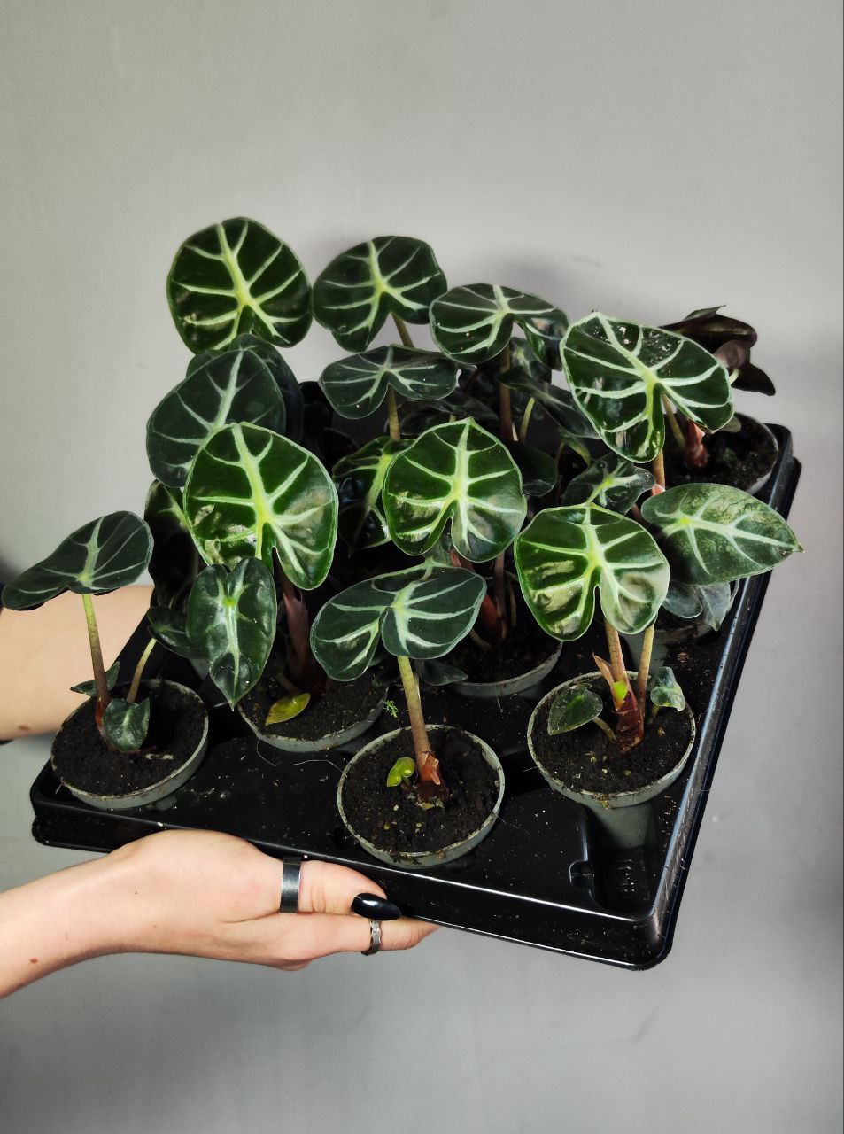 Алоказия Бейби Бамбино (Alocasia Baby Bambino) D6см