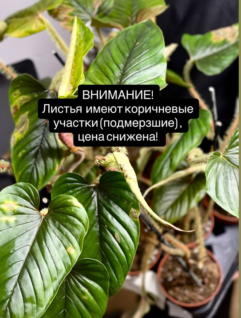 Филодендрон Серпенс (Philodendron Serpens) D10см