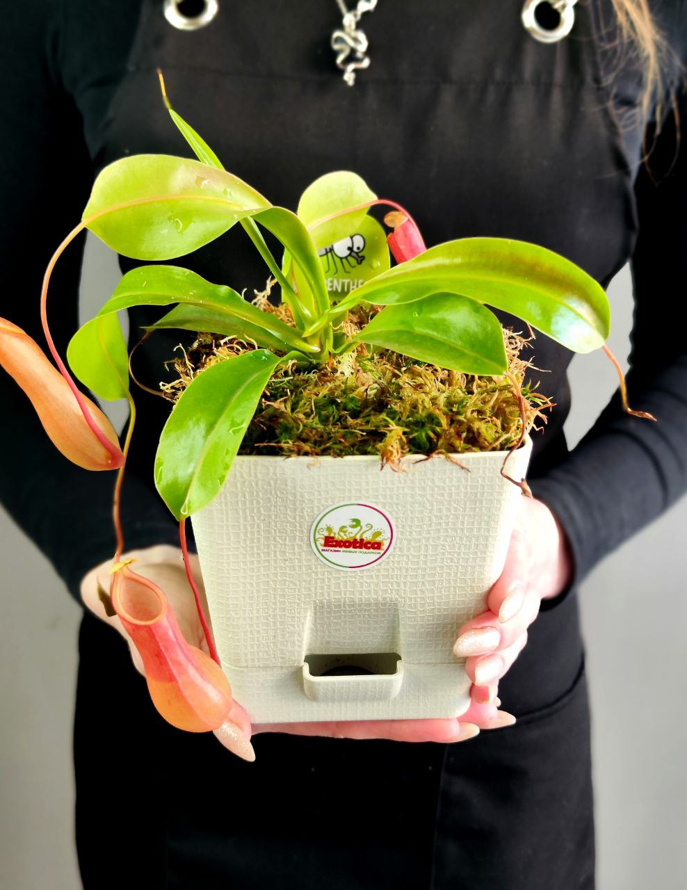 Непентес Вентрата (Nepenthes Ventrata) пересаженный D12см