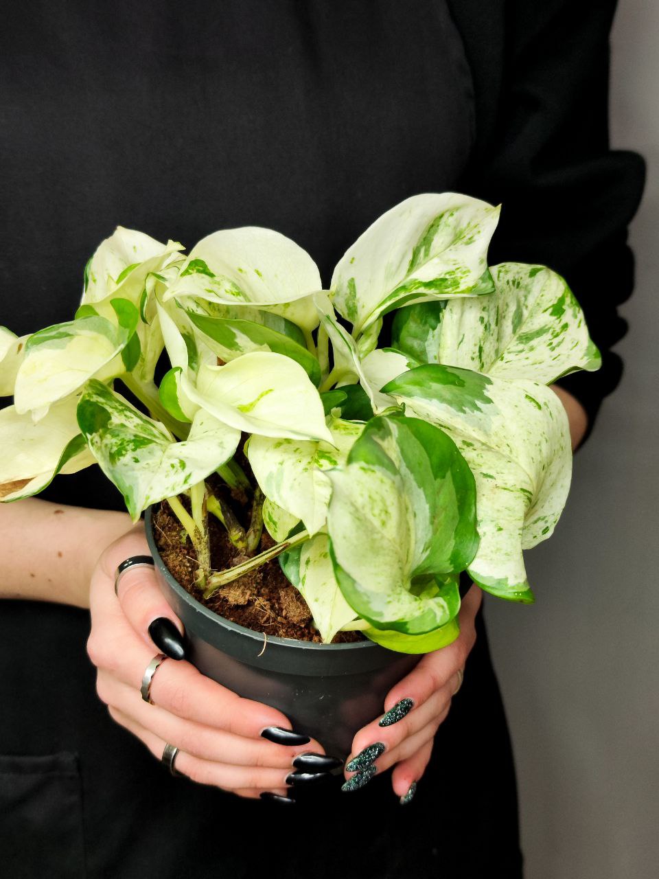 Эпипремнум Хеппи Лиф (Epipremnum Happy Leaf) D12см