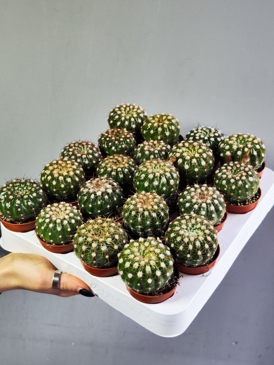 Нотокактус Юбельмана (Notocactus Uebelmaniana) D5см