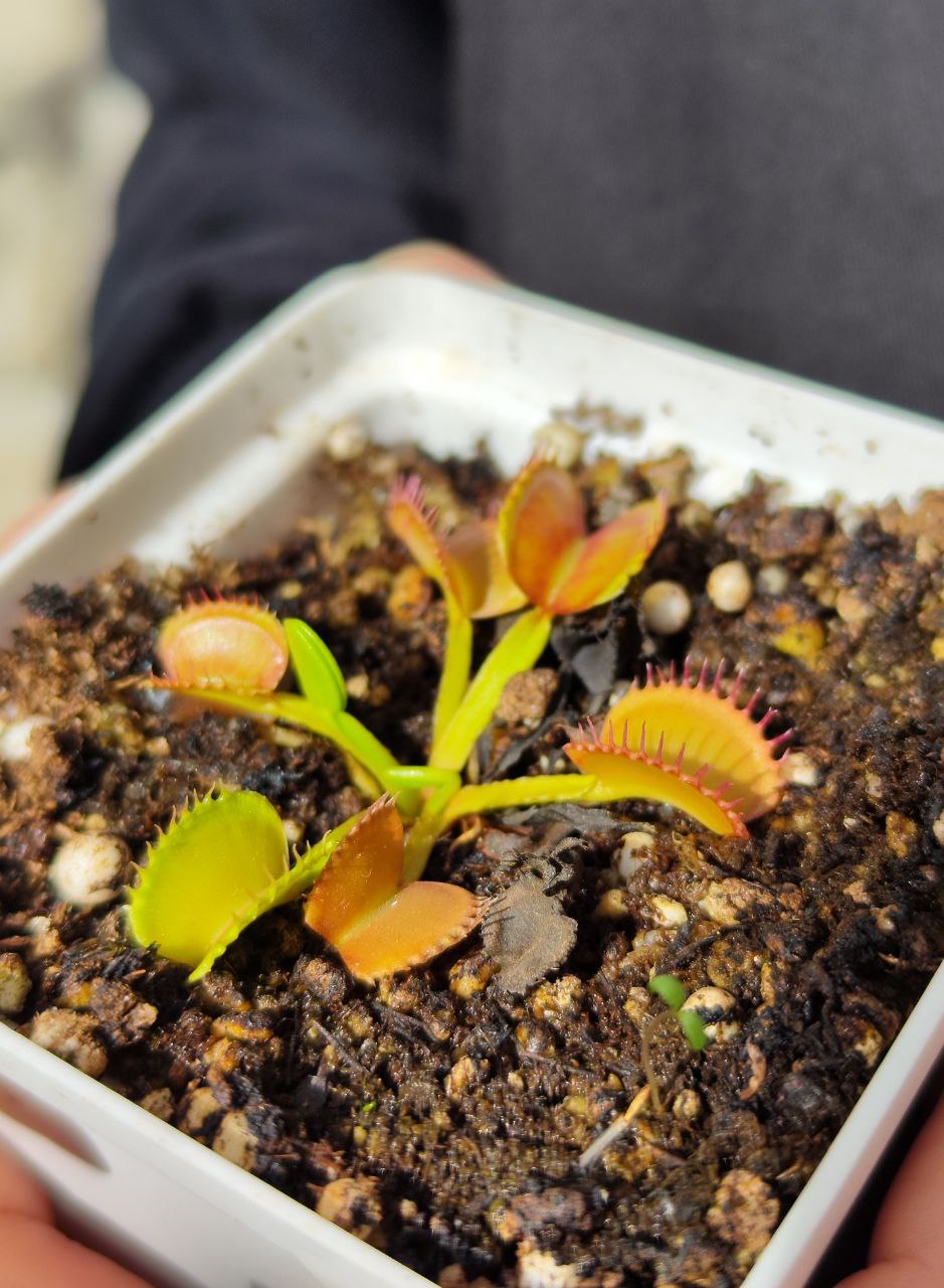 Венерина Мухоловка, Дионея Басмати (Dionaea Muscipula GJ Basmati) D9см
