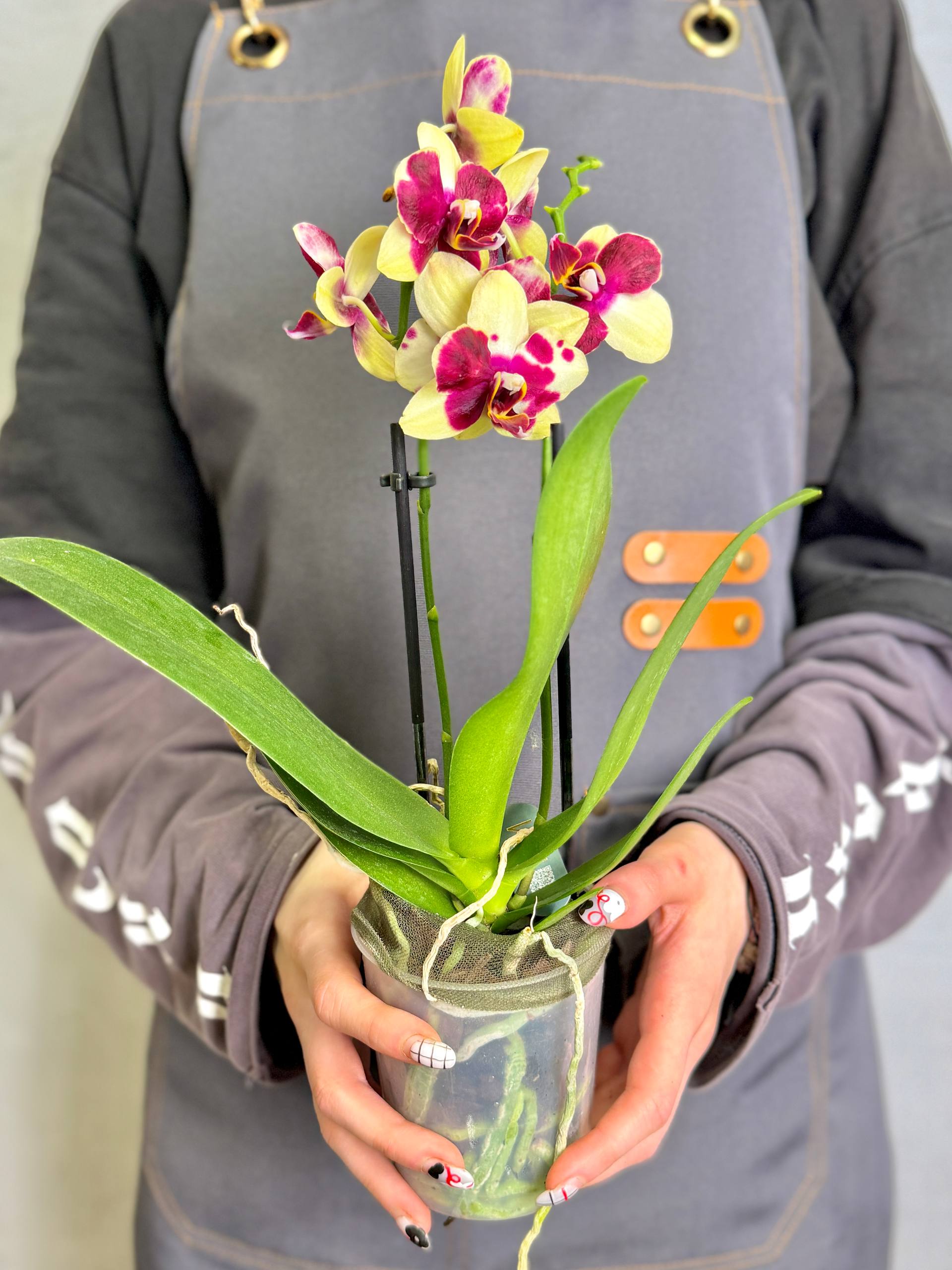 Орхидея Фаленопсис Катания (Phalaenopsis Catania) D9см