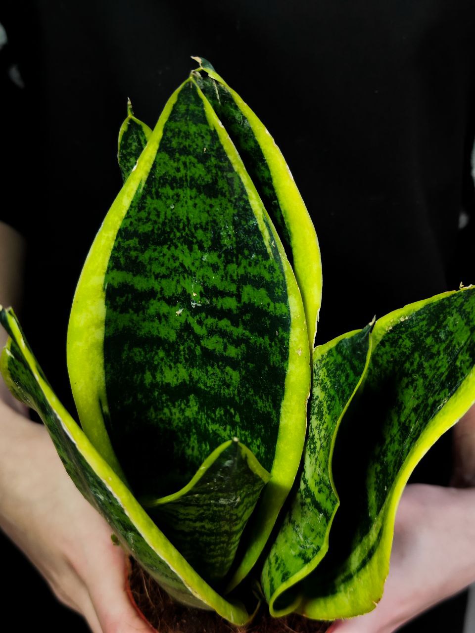 Сансевиерия Футура Суперба (Sansevieria Futura Superba) D9см