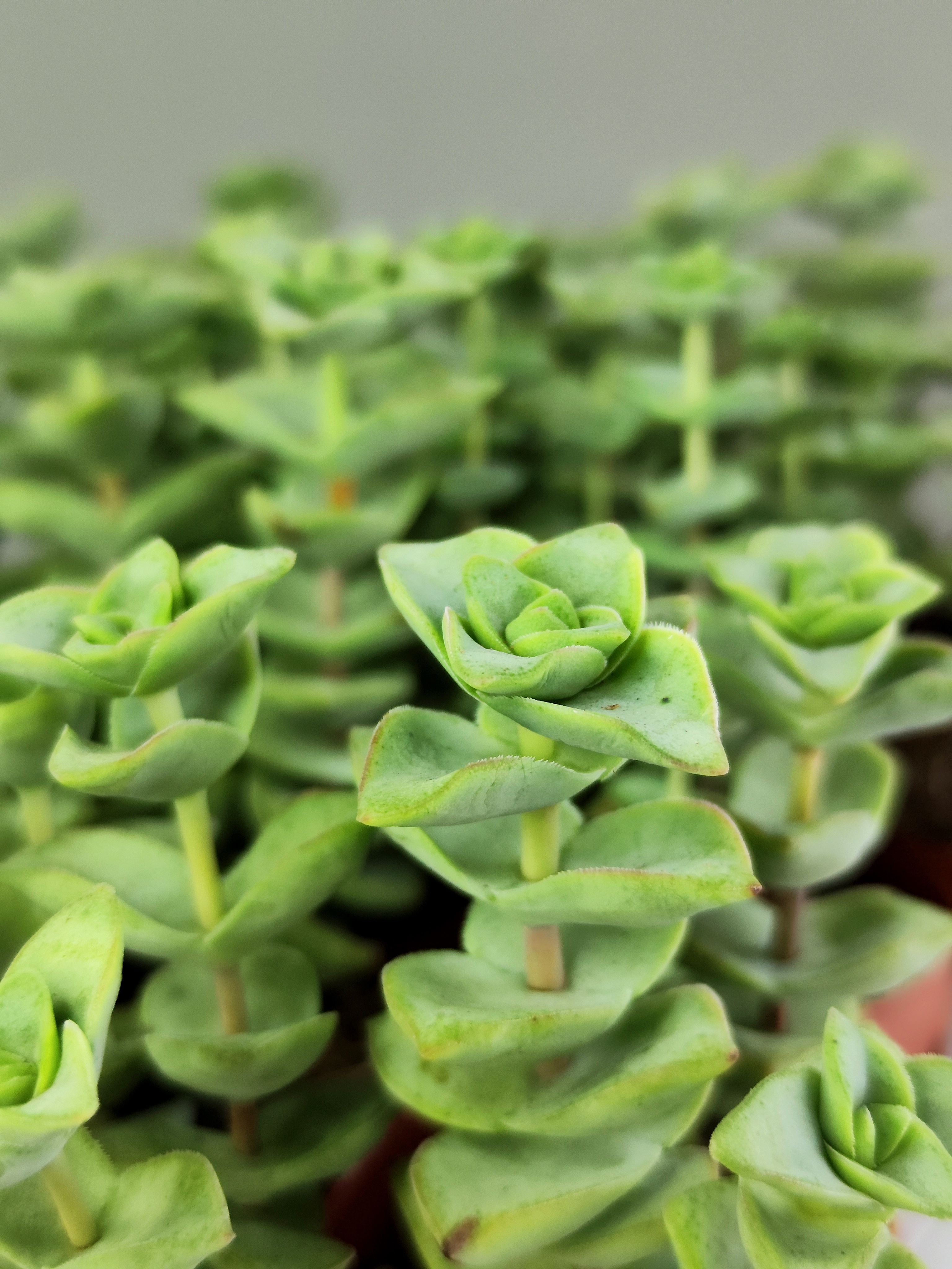 Крассула Перфората Мэджик (Crassula Perforata Magic) D5см