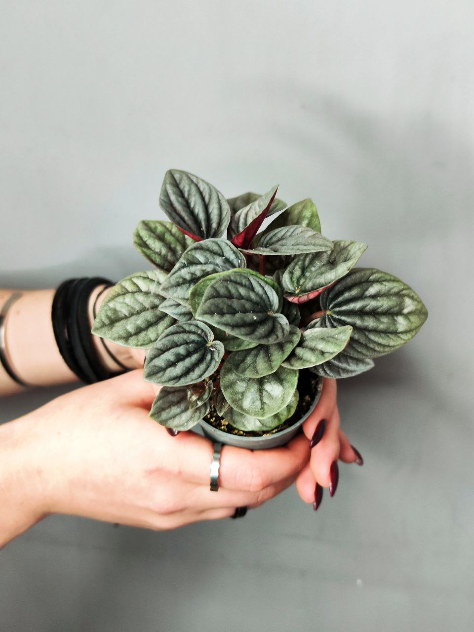 Пеперомия каперата Бразилия (Peperomia Caperata Brasilia) D5см