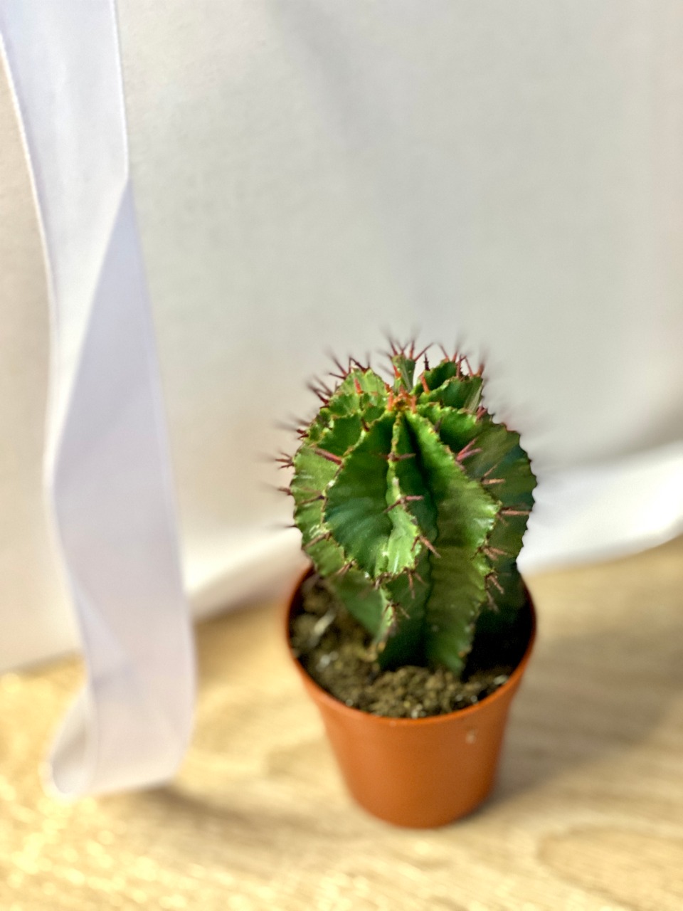 Эуфорбия Хоррида Стриата (Euphorbia Horrida Striata) D5см