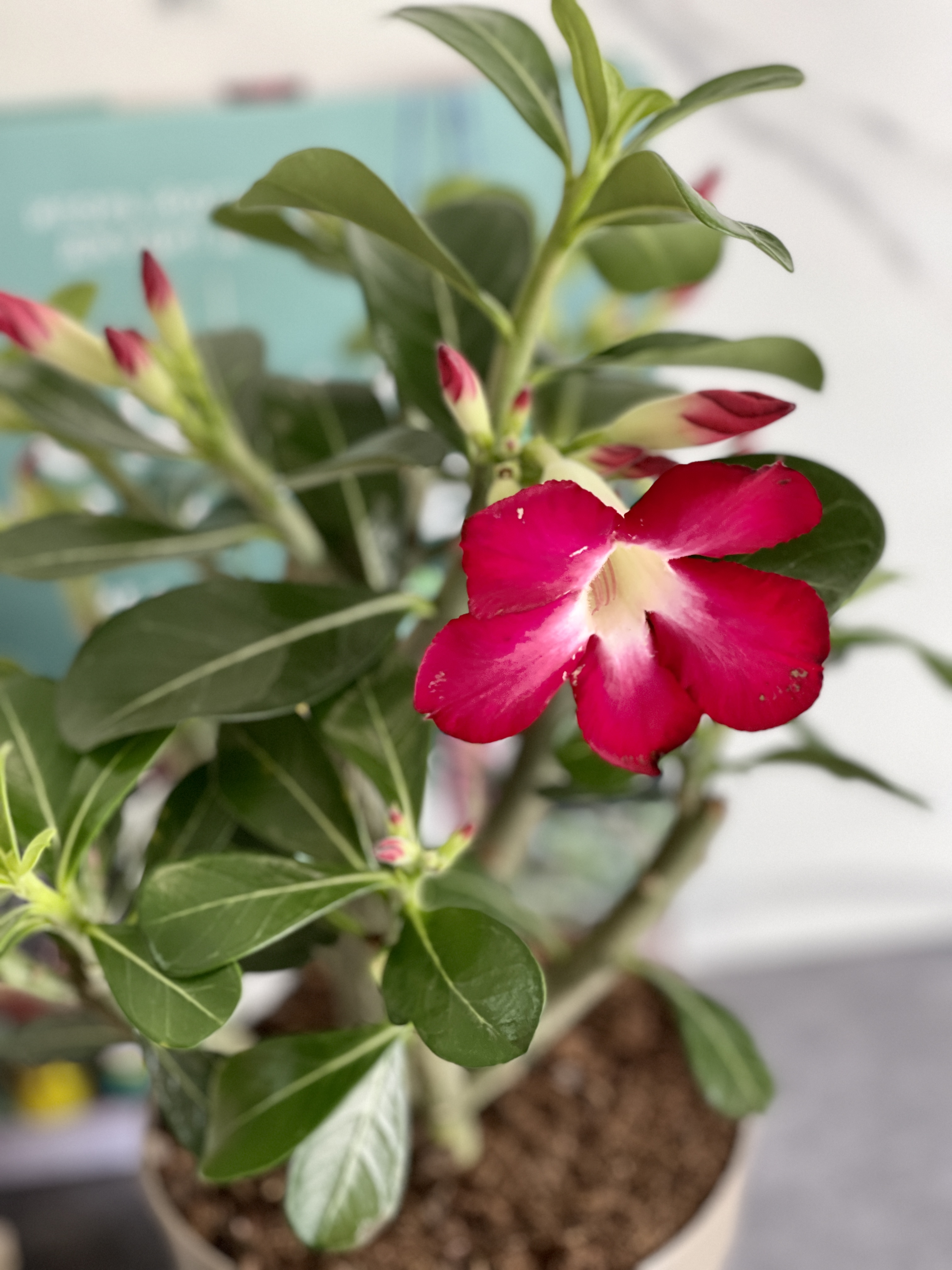 Адениум Тучный Анук (Adenium Obesum Anouk) D12см