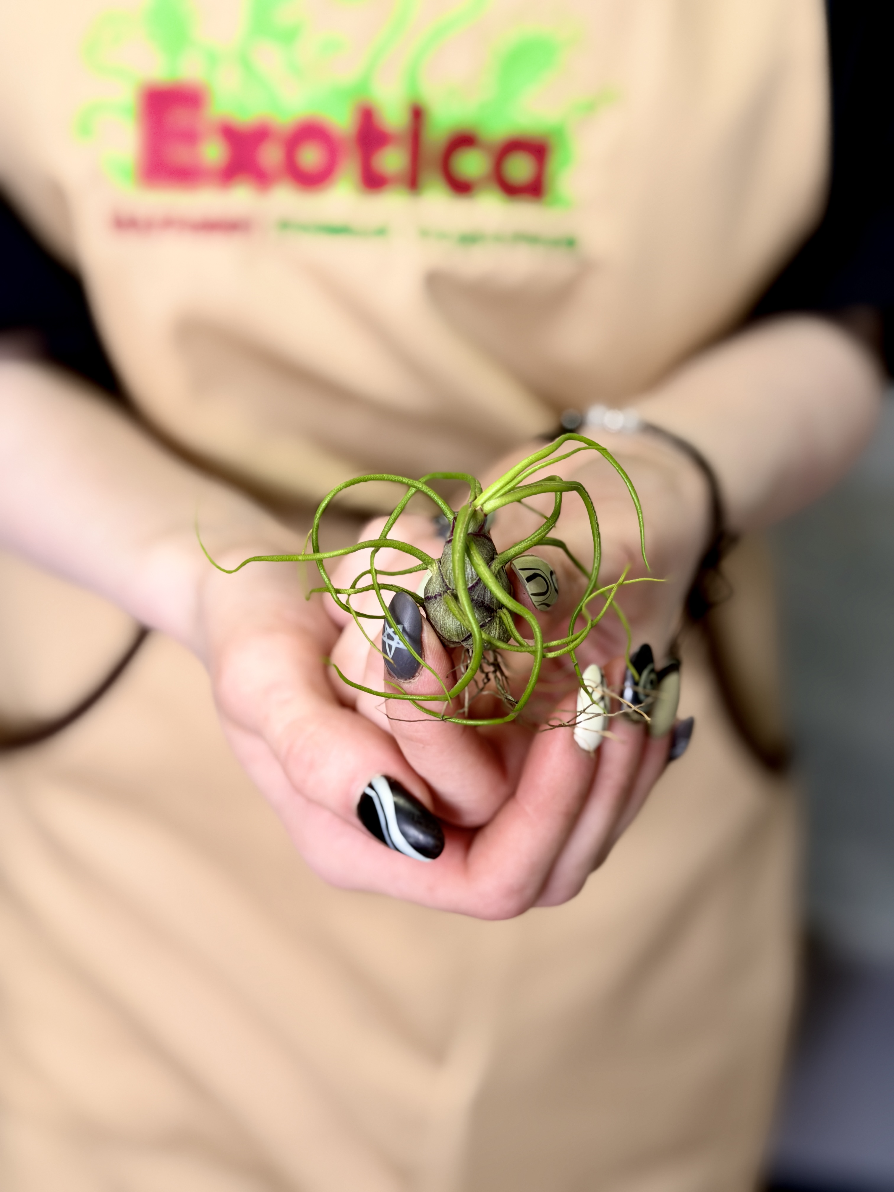 Тилландсия Бульбовидная Мини (Tillandsia Bulbosa Mini)