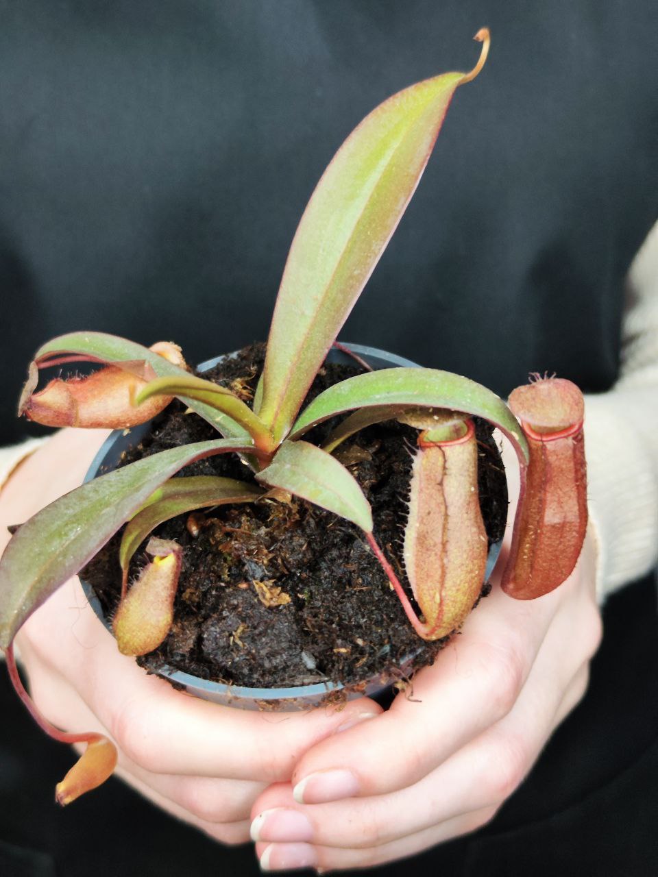 Непентес Сангвинея (Nepenthes Sanguinea) D9см
