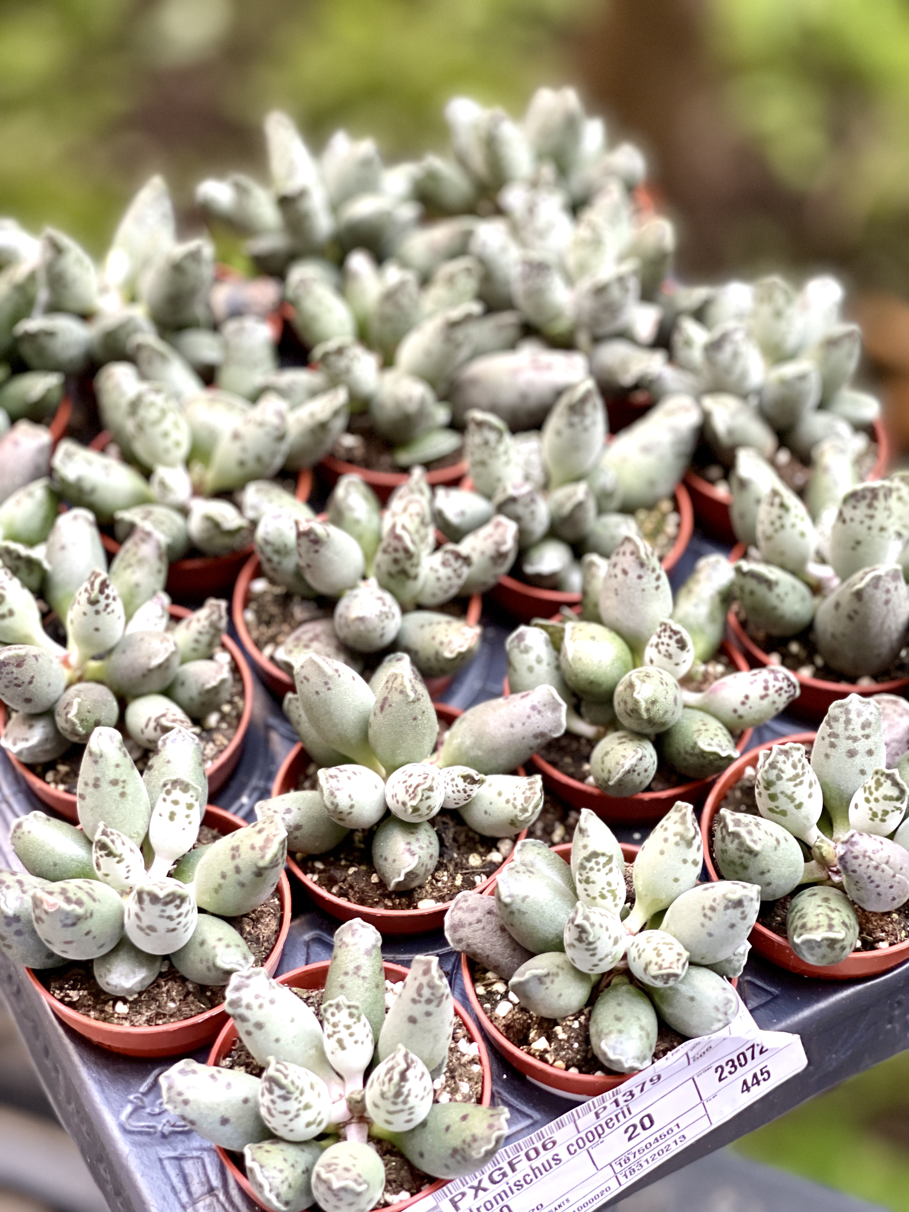 Адромискус Грей (Adromischus Grey) D5см