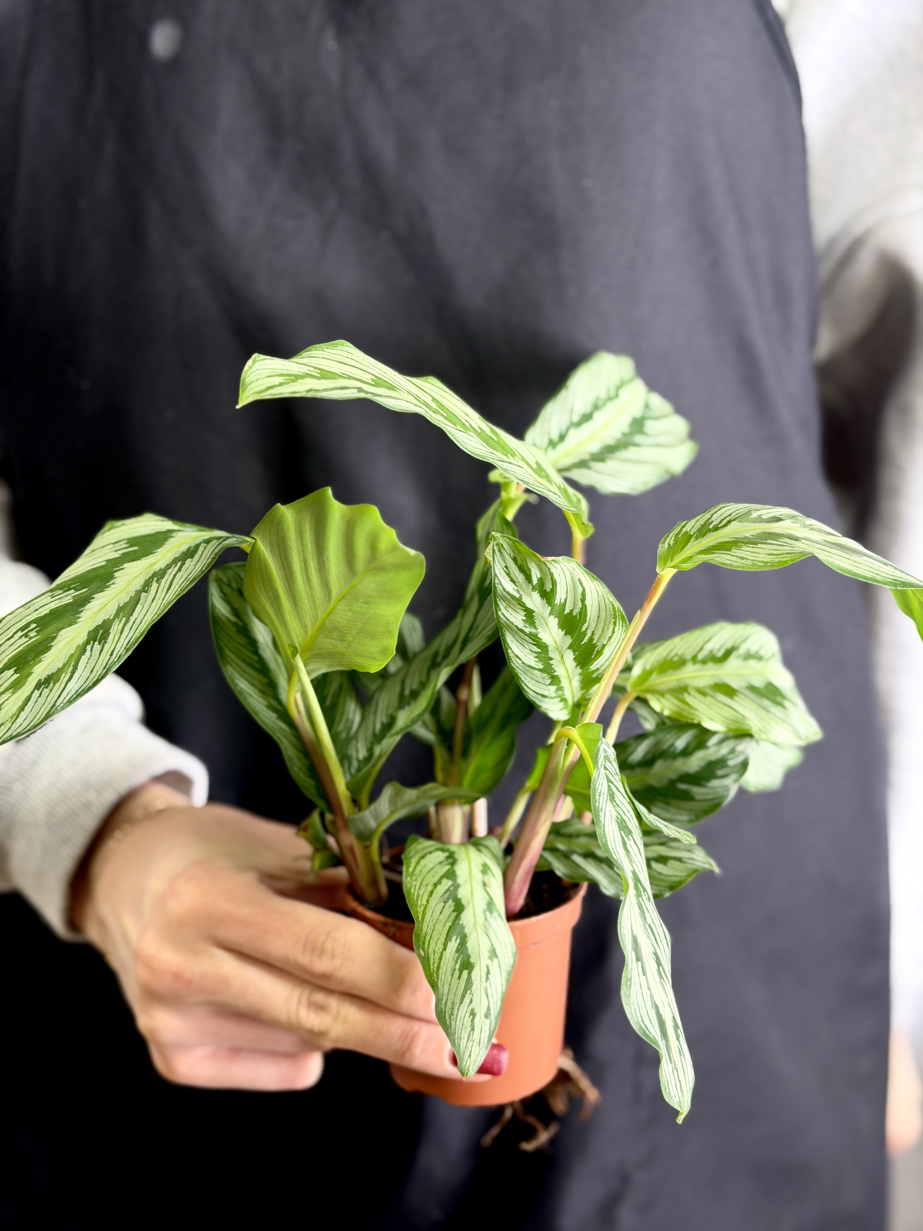 Калатея (Гоппертия) Гибридная (Calathea Hybrid) D7см