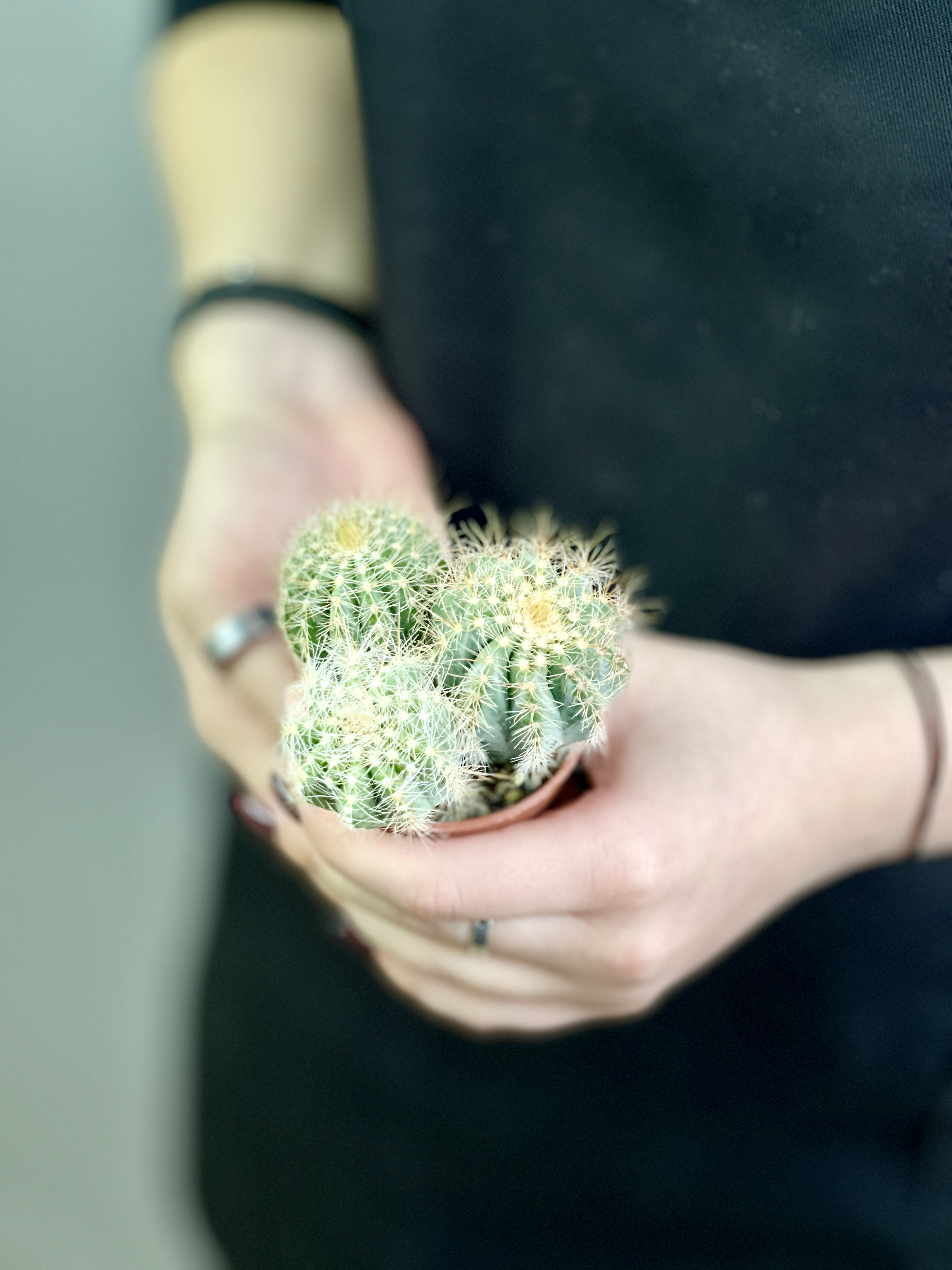 Нотокактус Магнификус Груп (Notocactus Mafnificus group) D5см