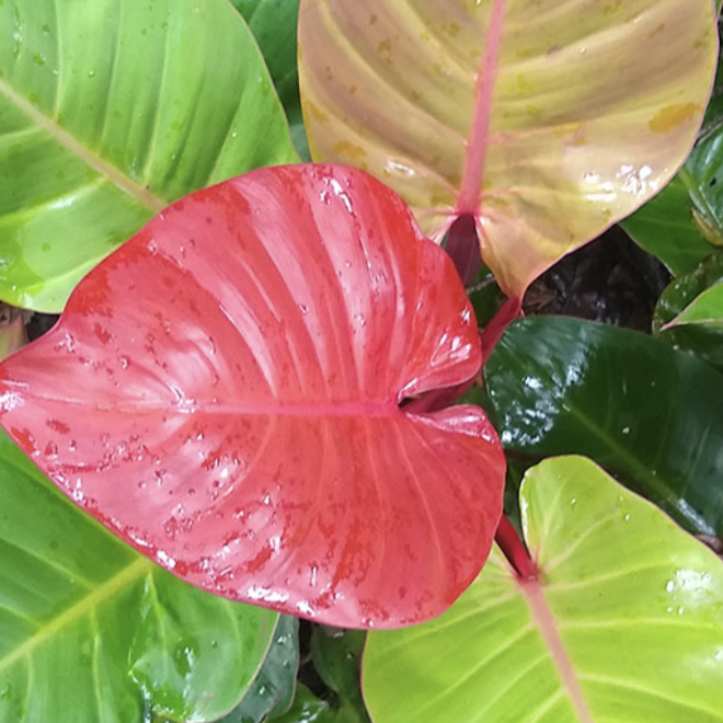 Филодендрон Макколли Финал (Philodendron McColley’s Finale) D6см