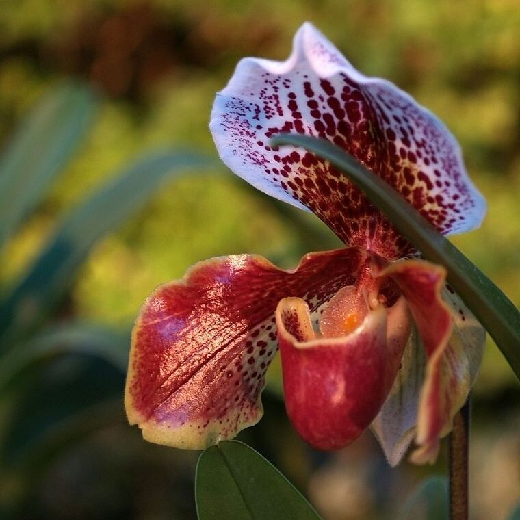 Пафиопедилум Американский Гибрид (Paphiopedilum American Hybrid) D12см