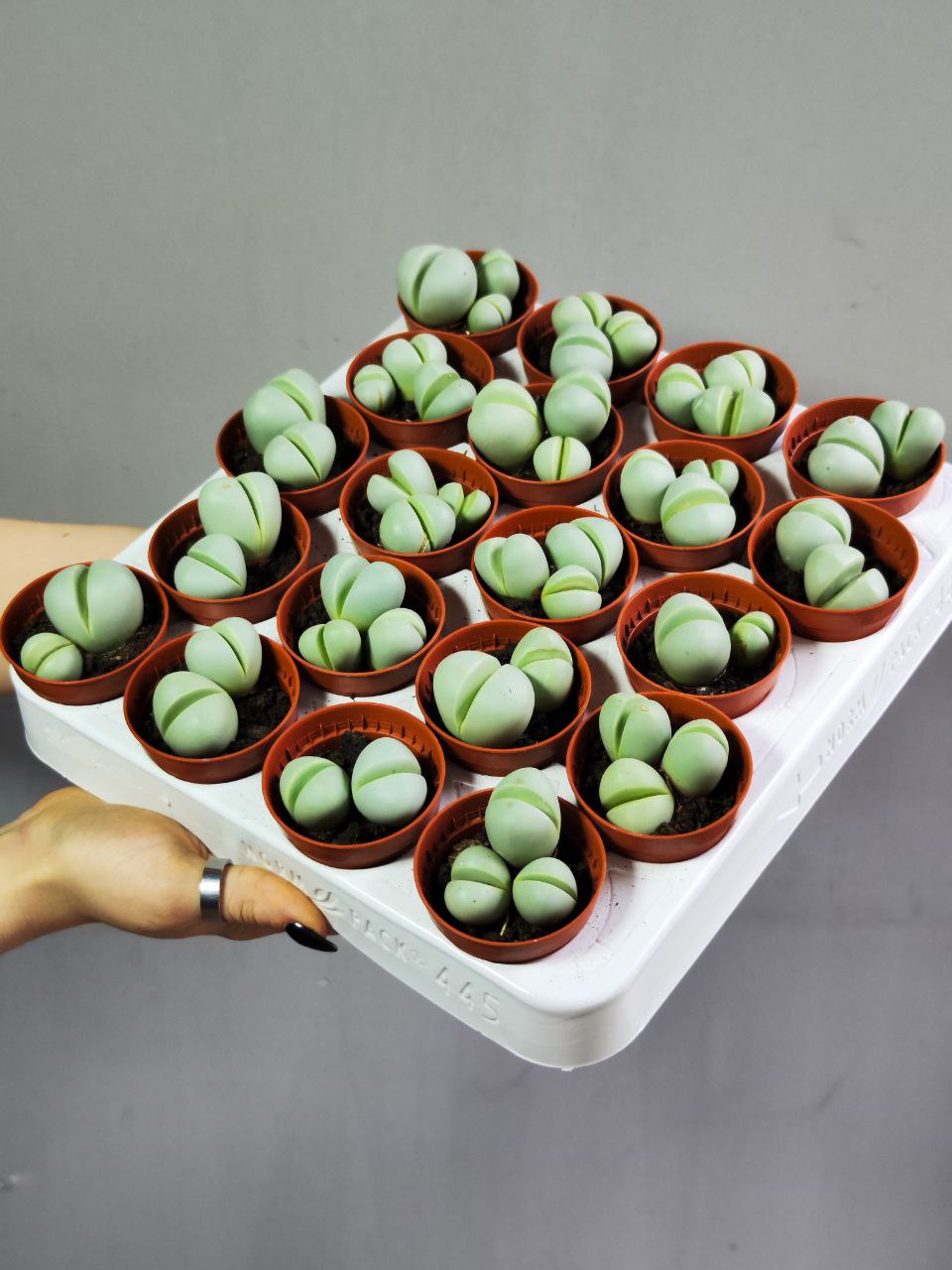 Динтерантус Пуберулес (Dintheranthus Puberules) D5см
