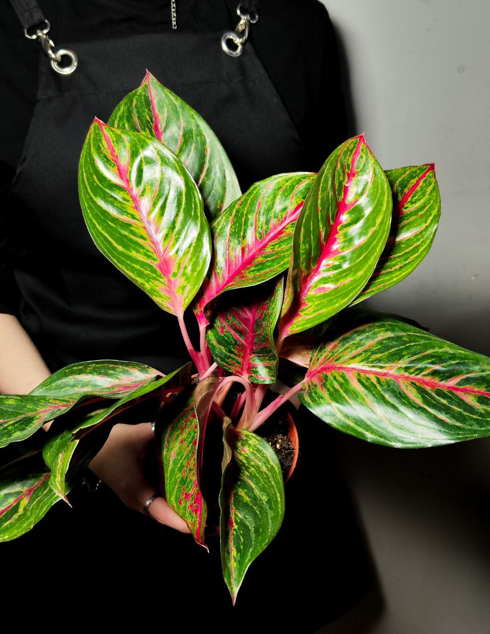 Аглаонема Парадиз Ред (Aglaonema Paradise Red) D12см