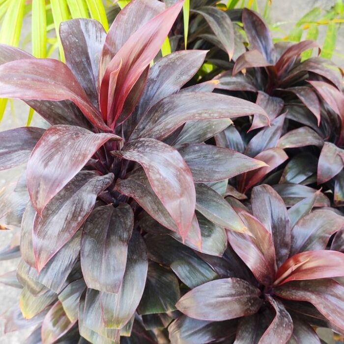 Пальма Кордилина Фрутикоза Пурпл Компакта (Cordyline Fruticosa Purple Сompacta) D6см