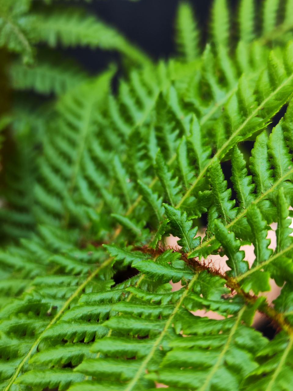 Древовидный Папоротник, или Циатея Австралис (Cyathea Australis) D12см