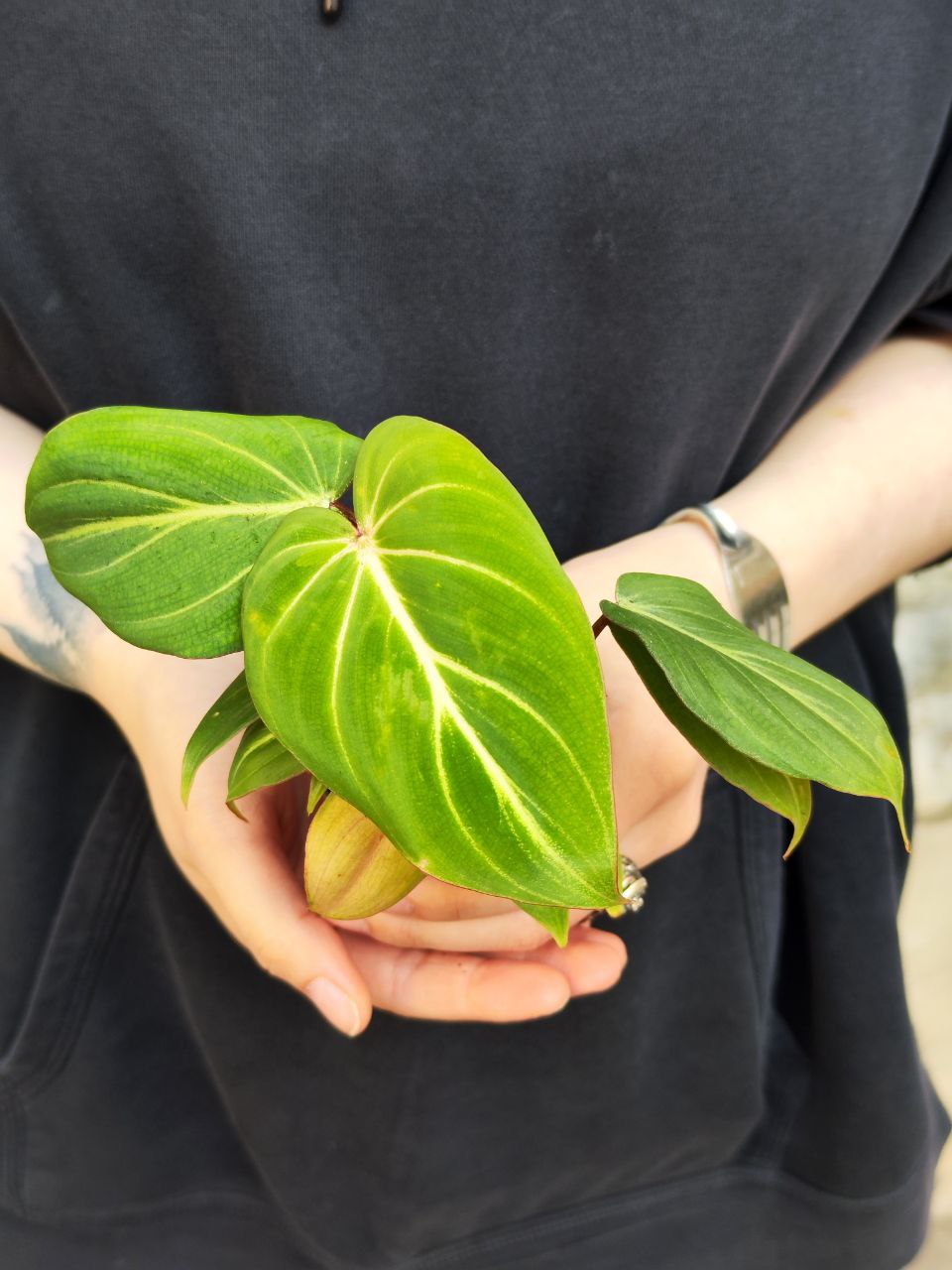 Филодендрон Глориозум (Philodendron Gloriosum) D6см