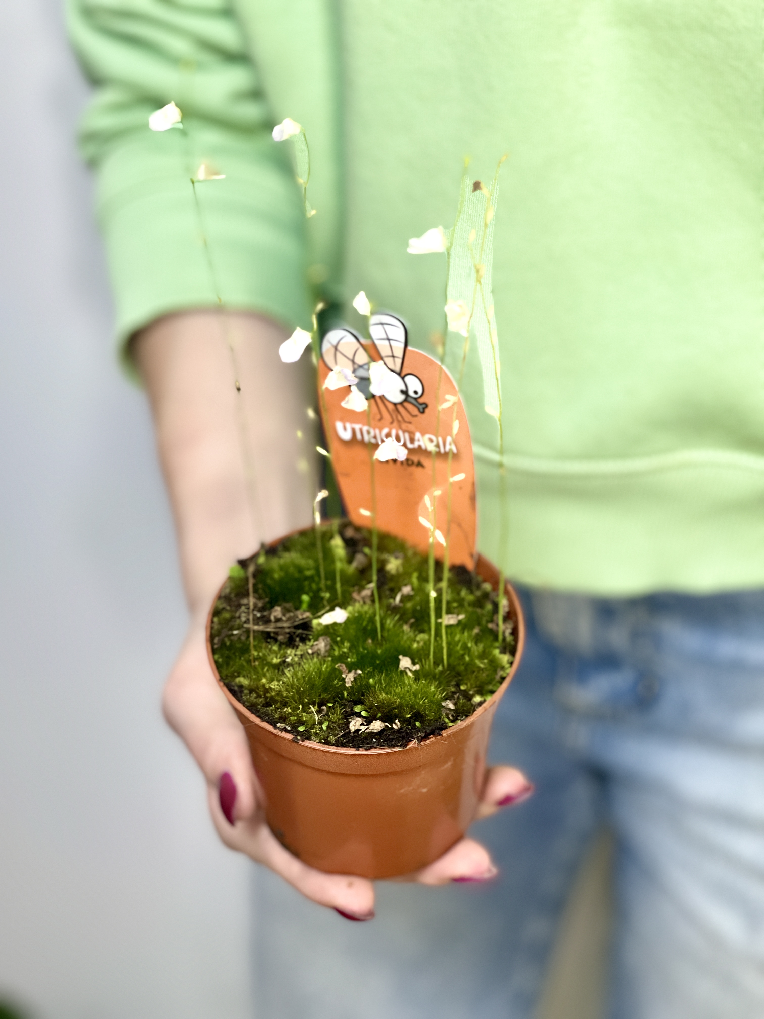 Пузырчатка Свинцовая, или Утрикулярия Ливида  (Utricularia Livida) D9см