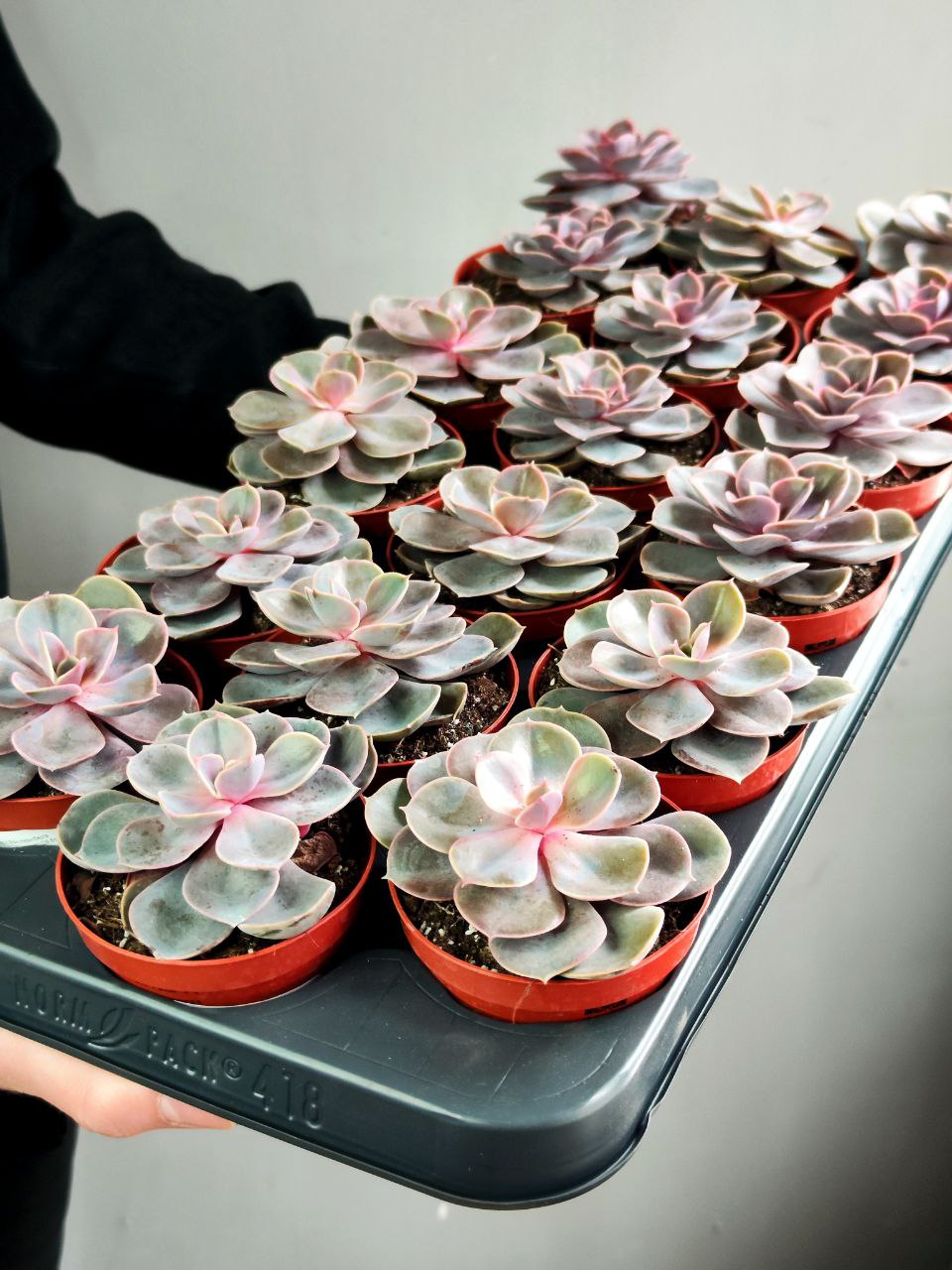 Эхеверия Перл Фон Нюрнберга (Echeveria Perle Von Nurnberg) D8,5см