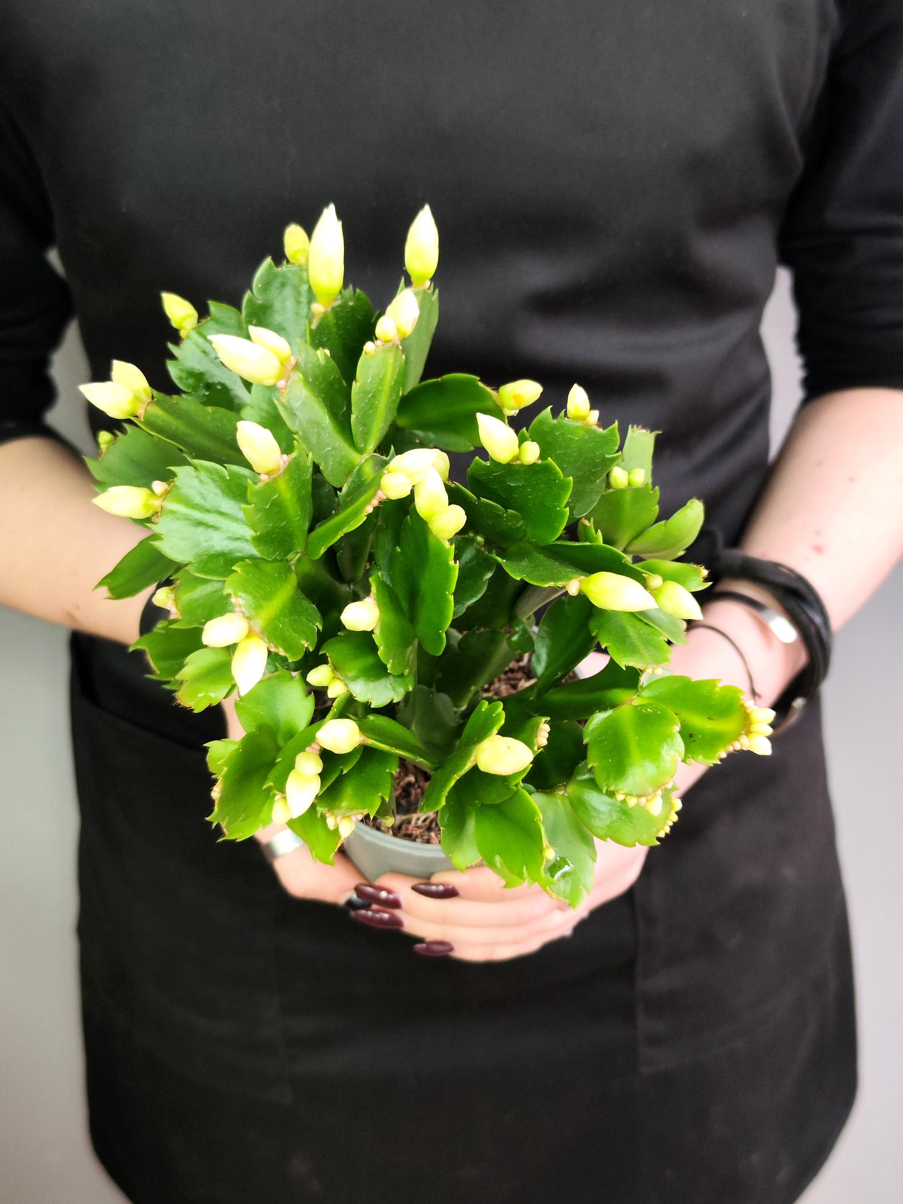 Декабрист Белый, или Шлюмбергера (Schlumbergera Tendenza White) D9см