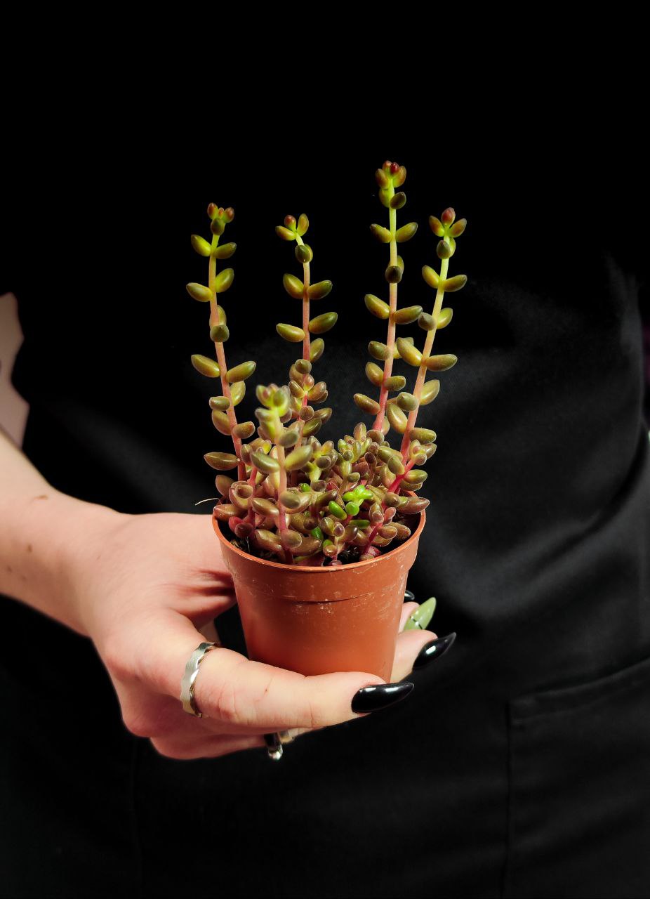 Седум Рубротинктум Ред (Sedum Rubrotinctum Jelly Beans Red) D5см